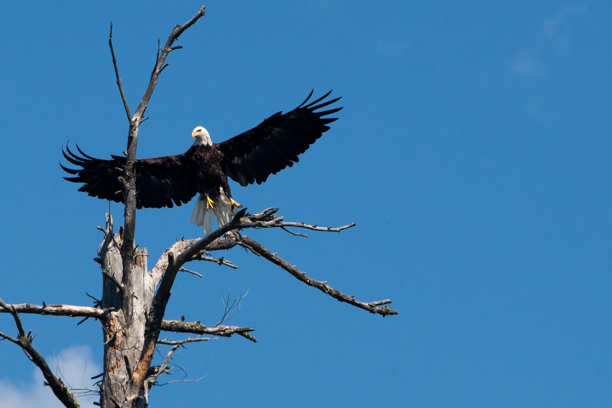 Bald Eagle in tree
