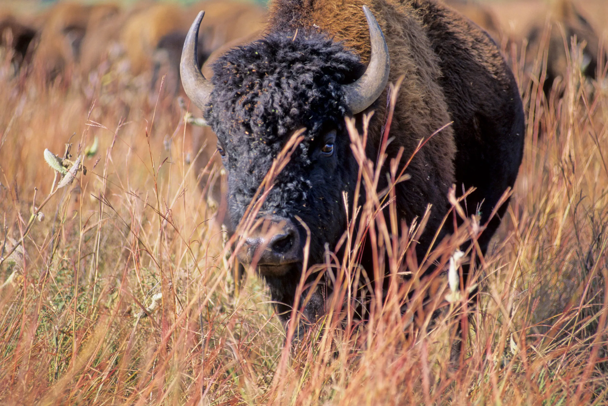 Bison Blue Mounds State Park