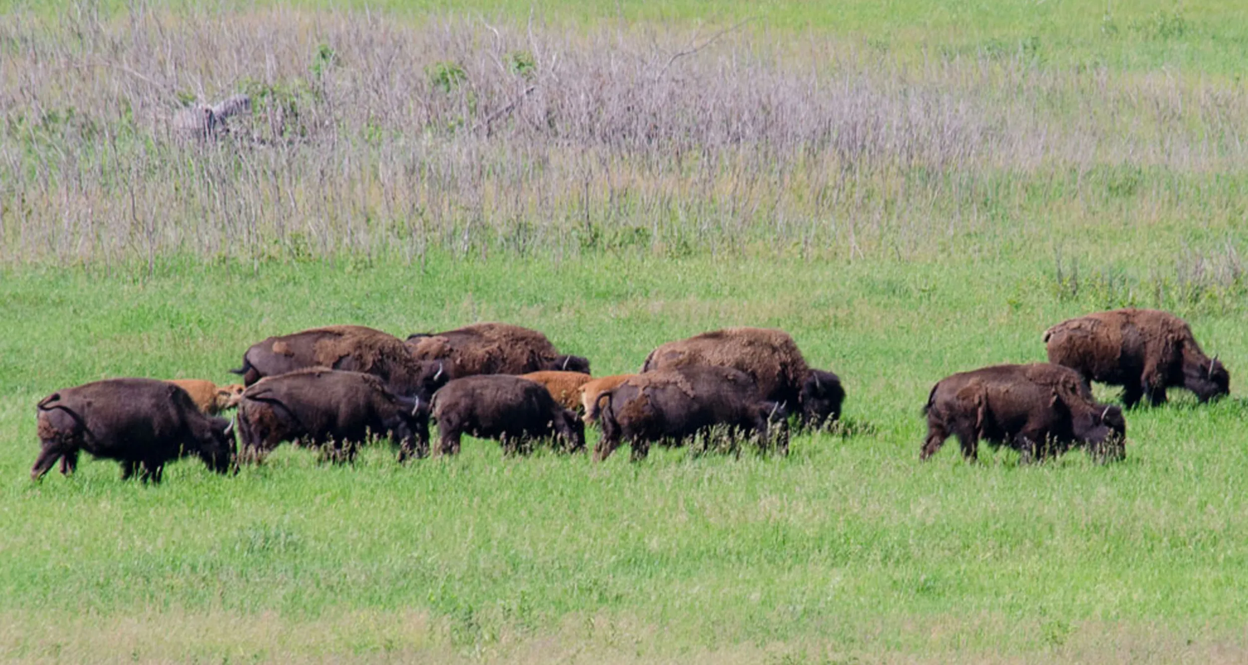 bison herd at minneopa state park