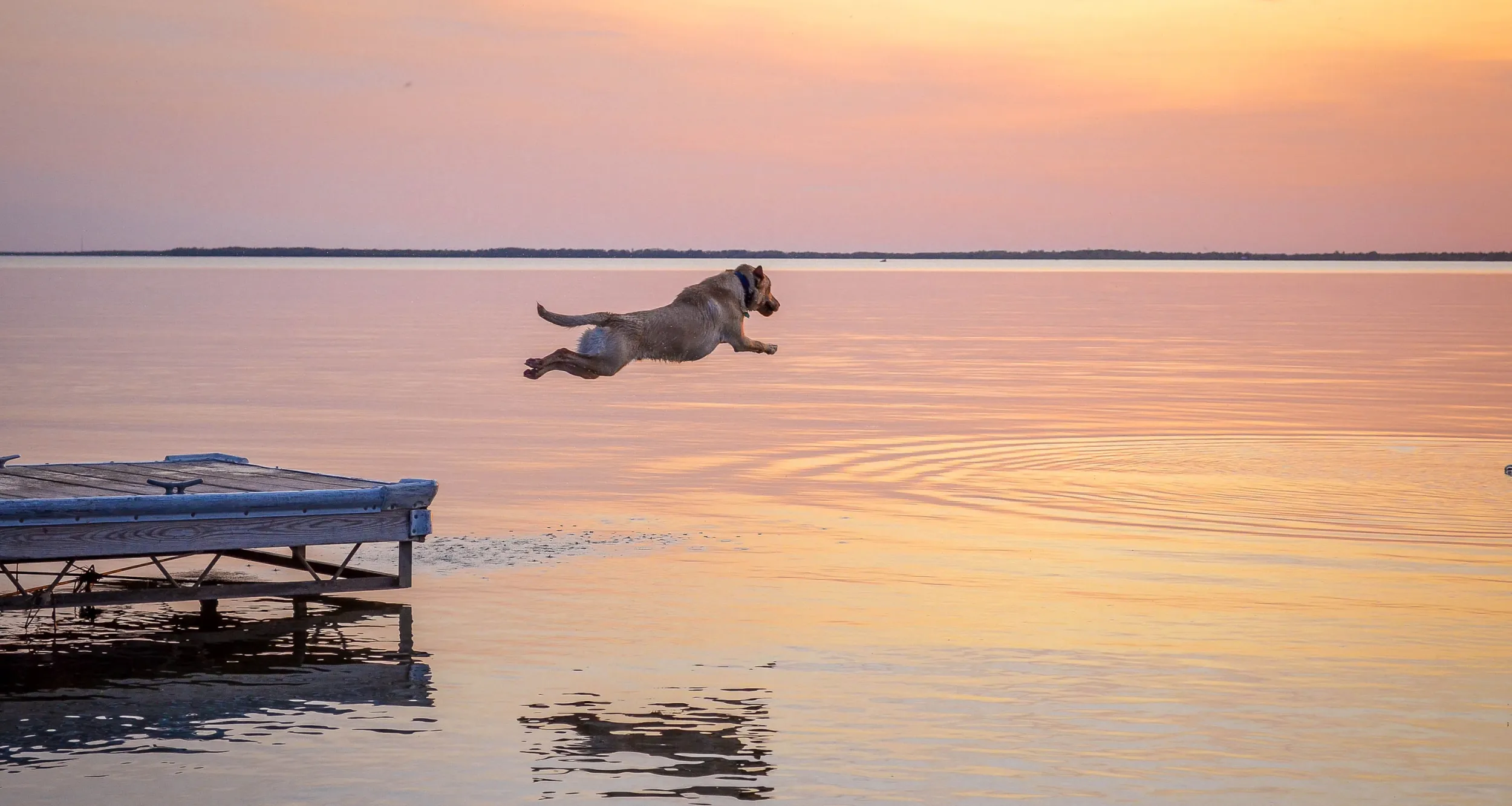dog jumping into ottertail lake at sunset