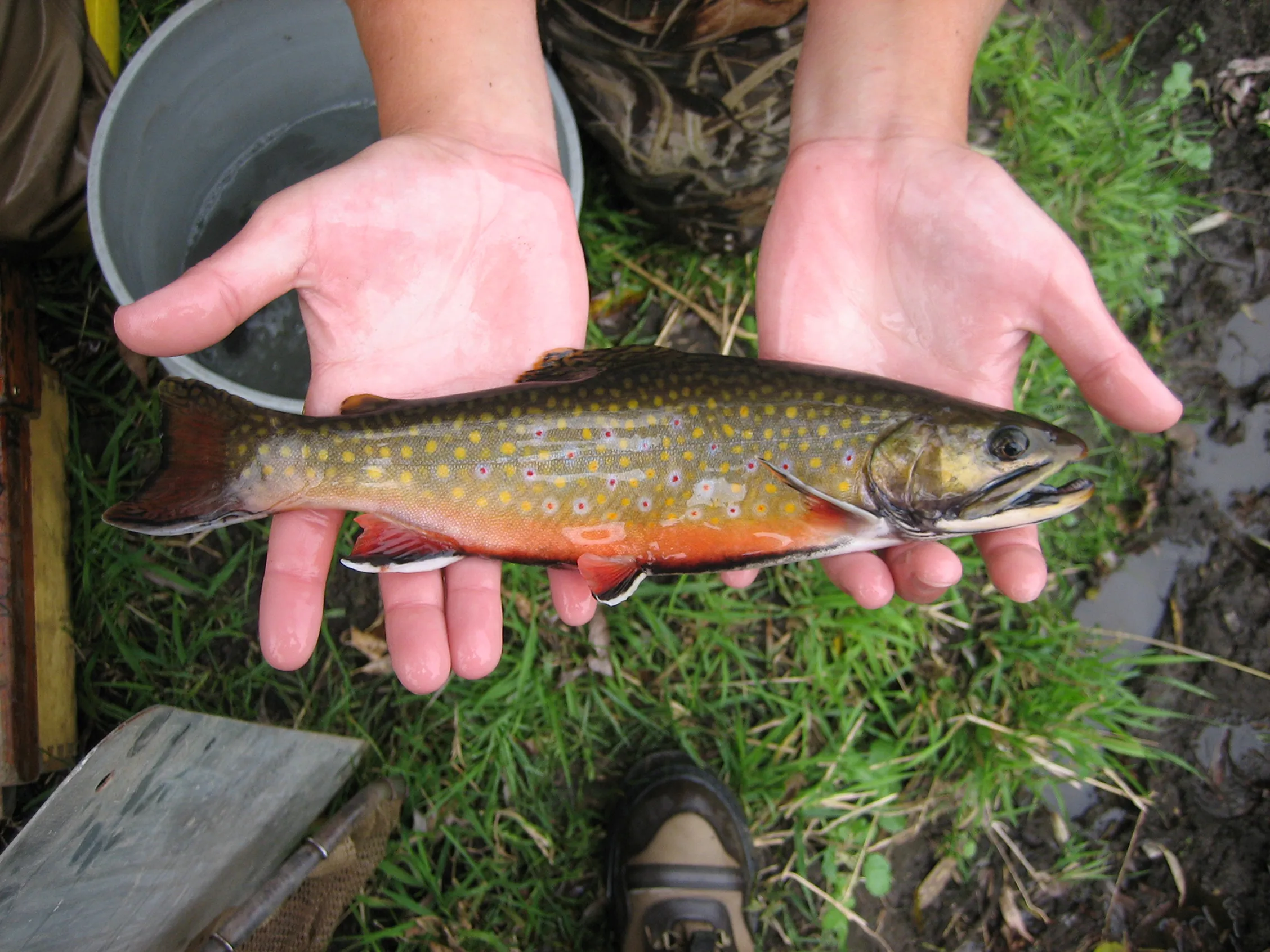 Brook trout caught from a southeastern Minnesota stream