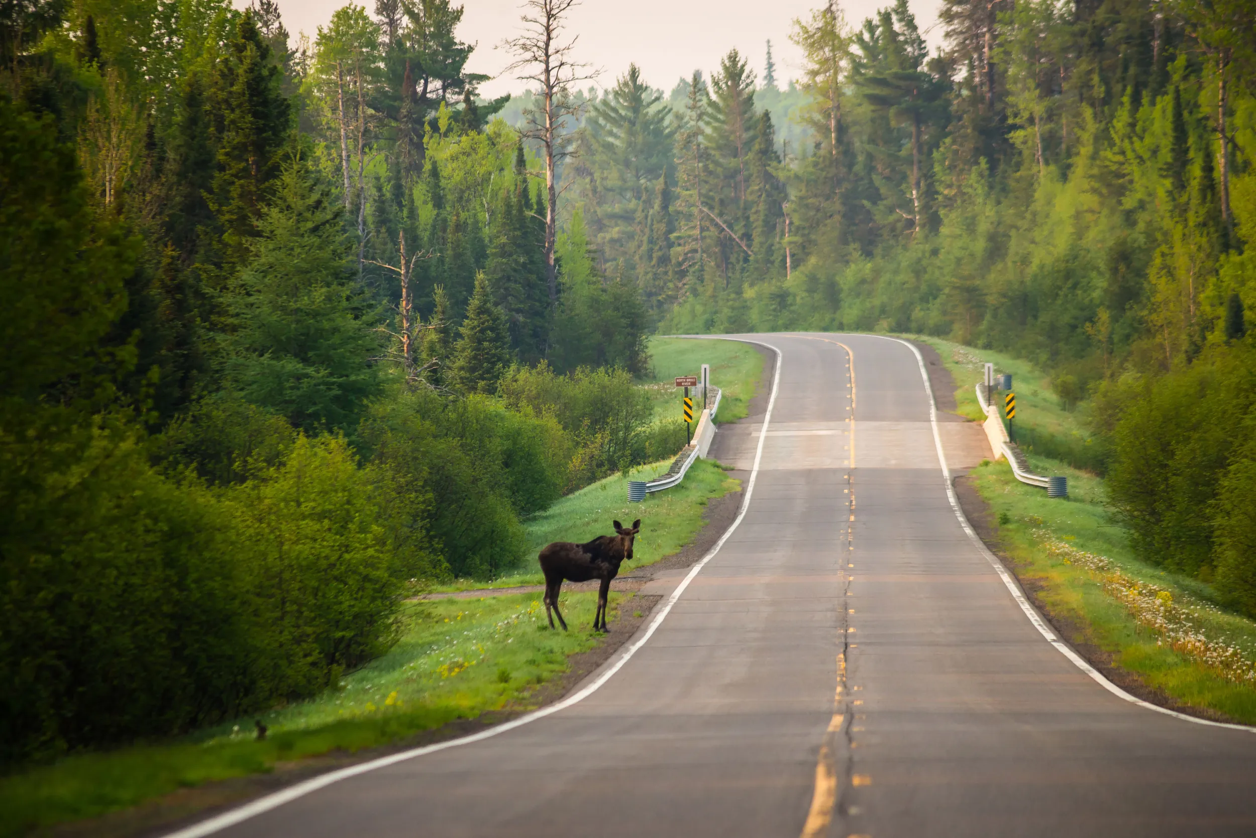 Moose standing by the road near Grand Marais