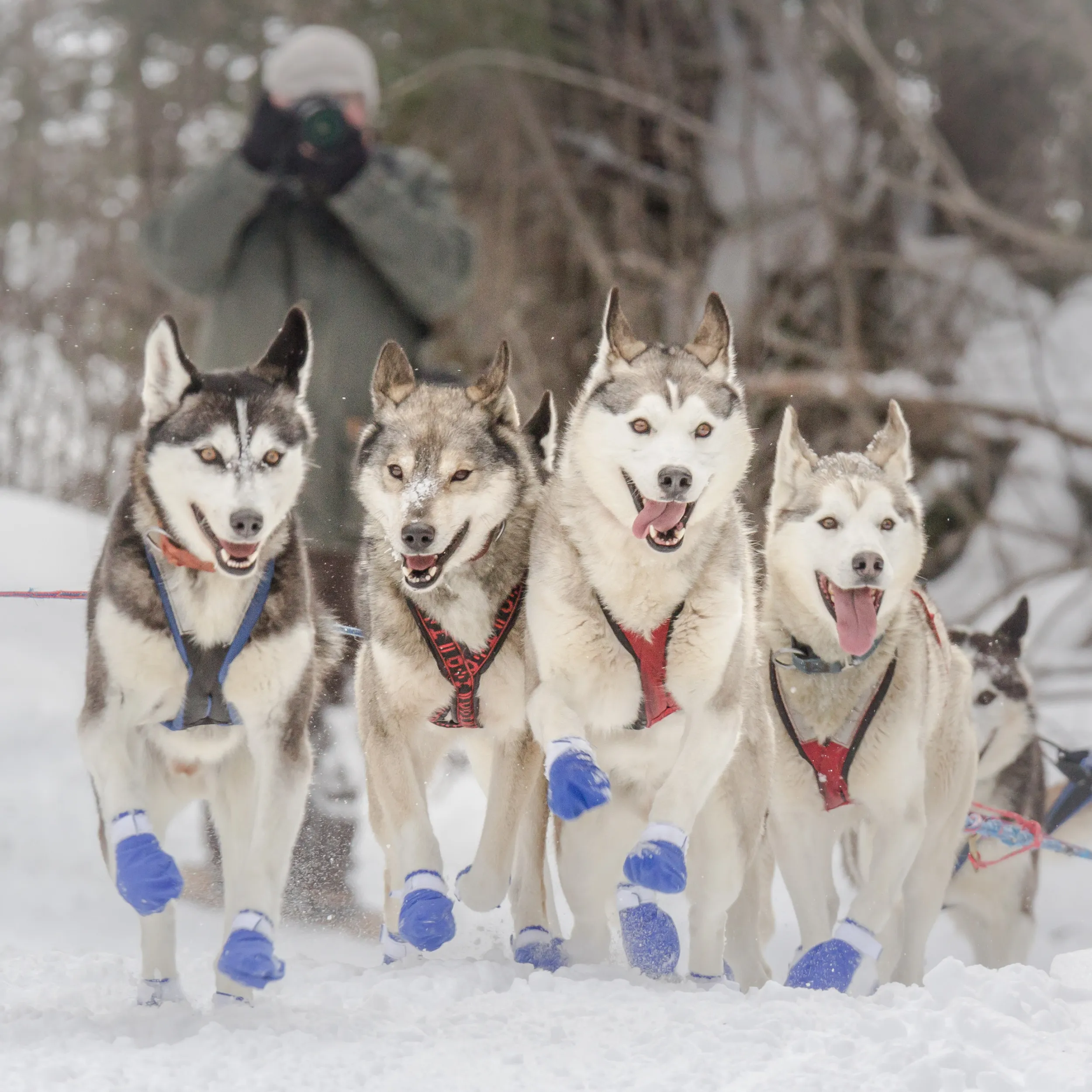 Team of sled dogs in the John Beargrease Sled Dog Marathon