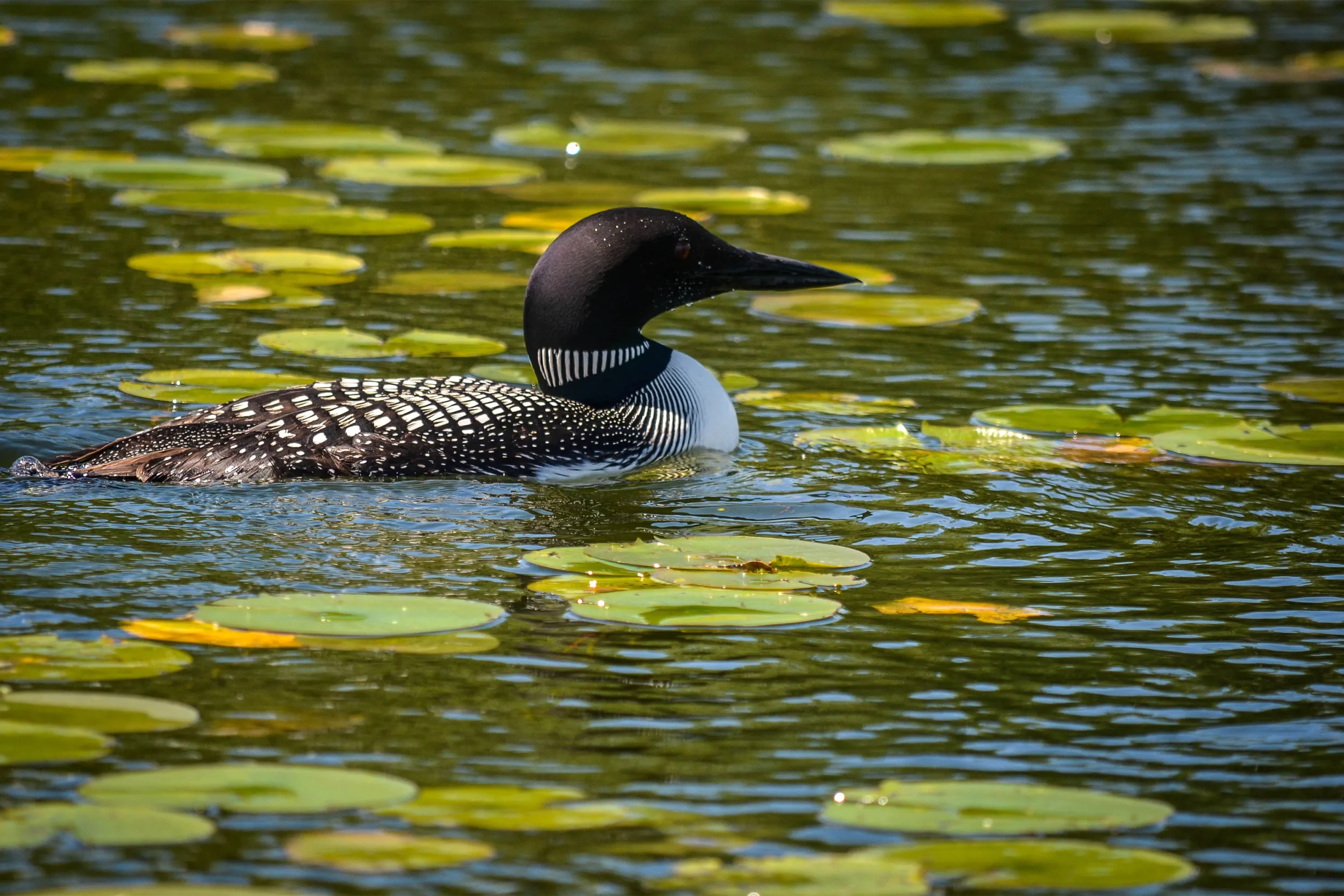 Loon and lilypads on West Battle Lake