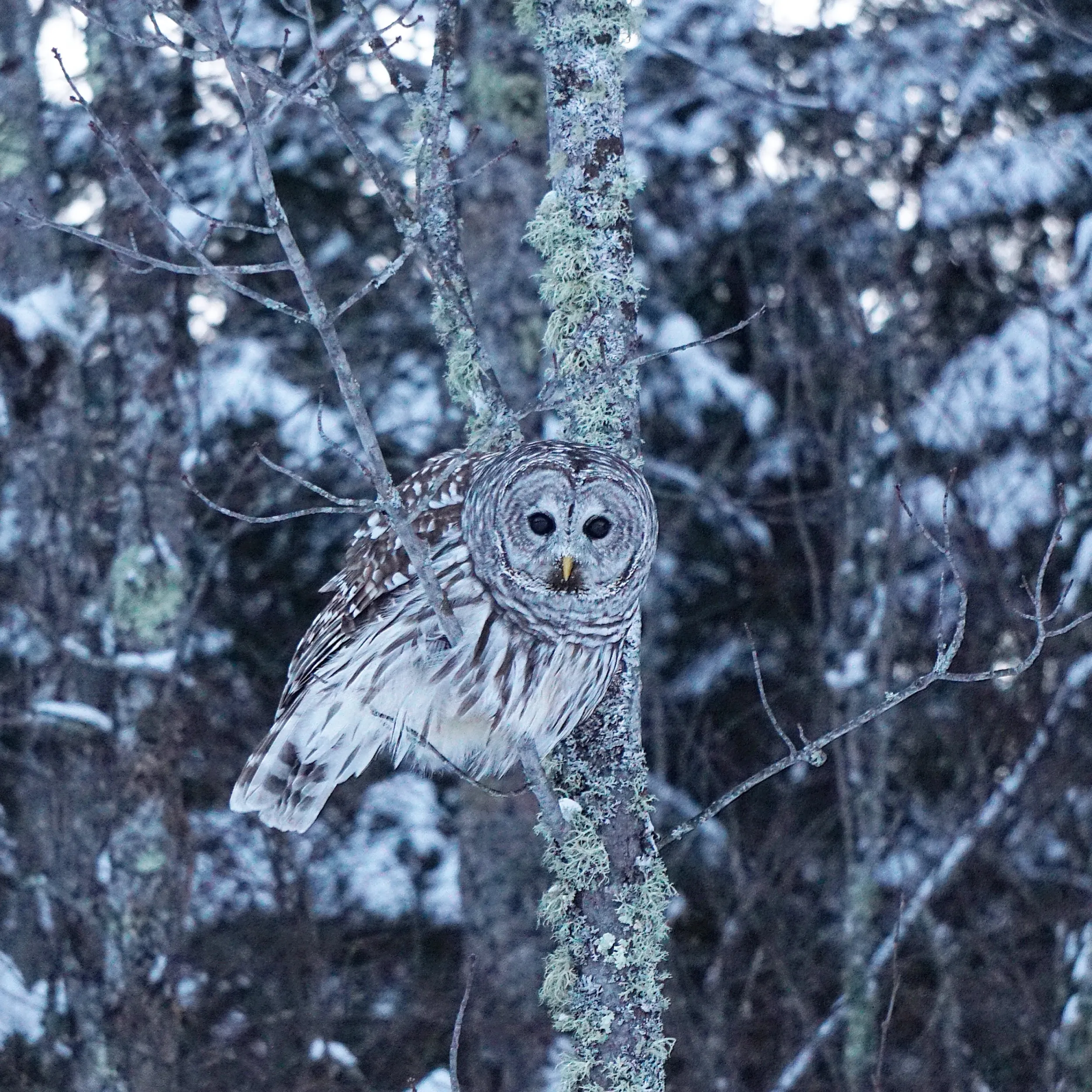 Snowy owl in tree at Voyageurs National Park