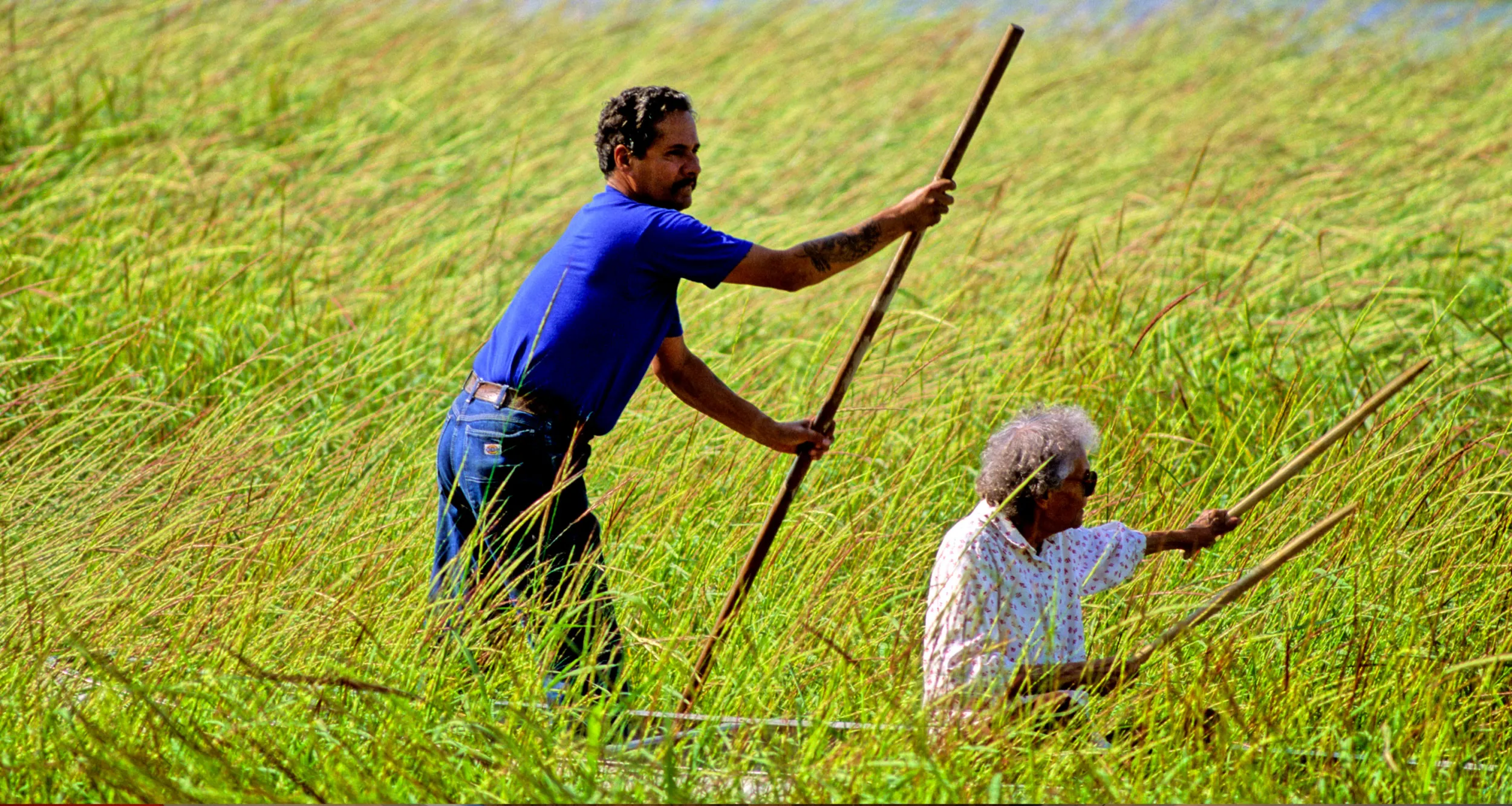 Native Americans harvesting wild rice on Leech Lake