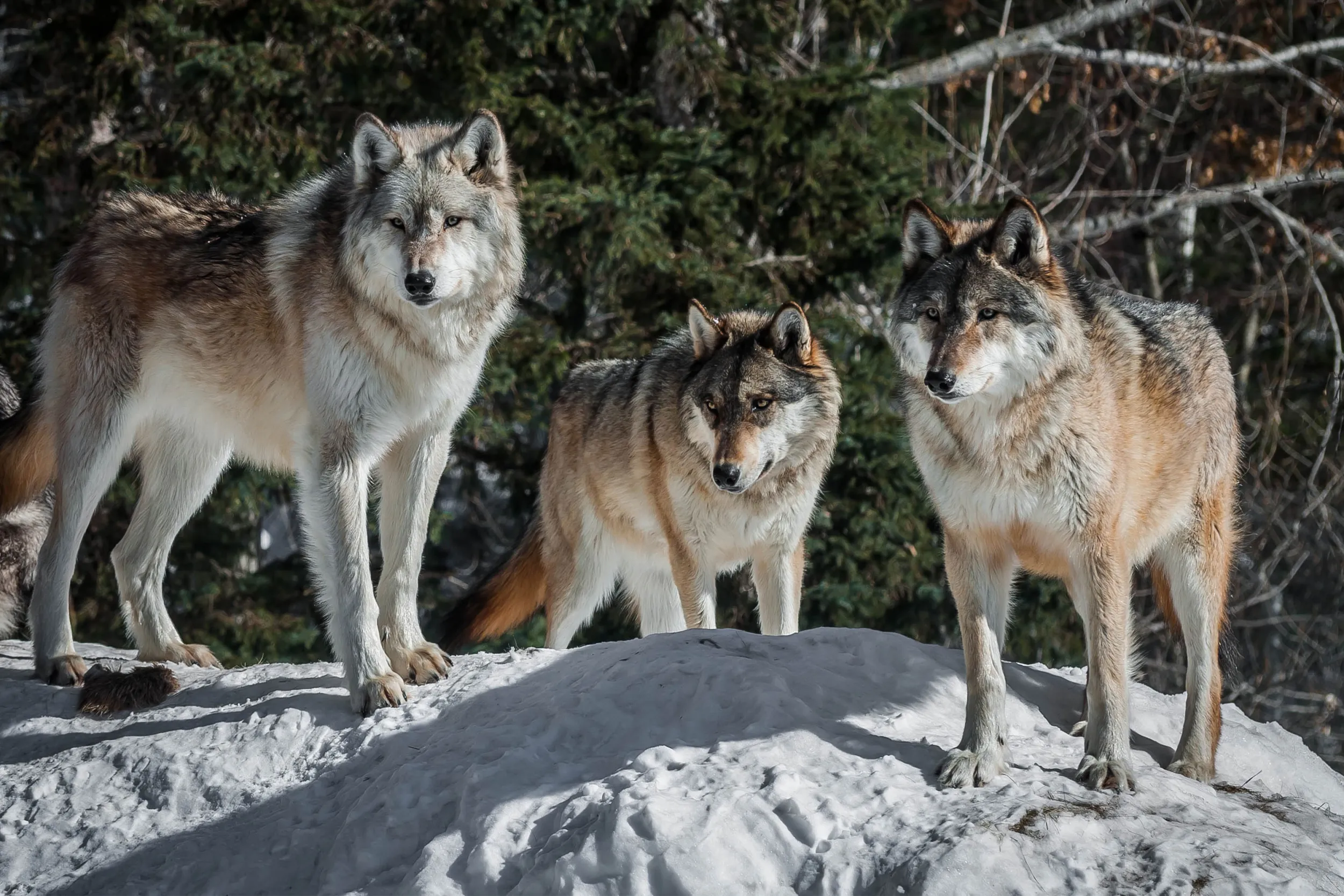 Wolf pack at the International Wolf Center in Ely