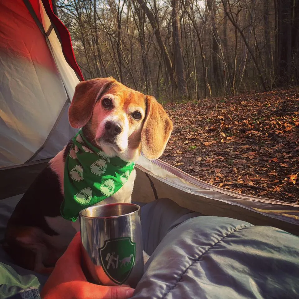 Beagle in a tent