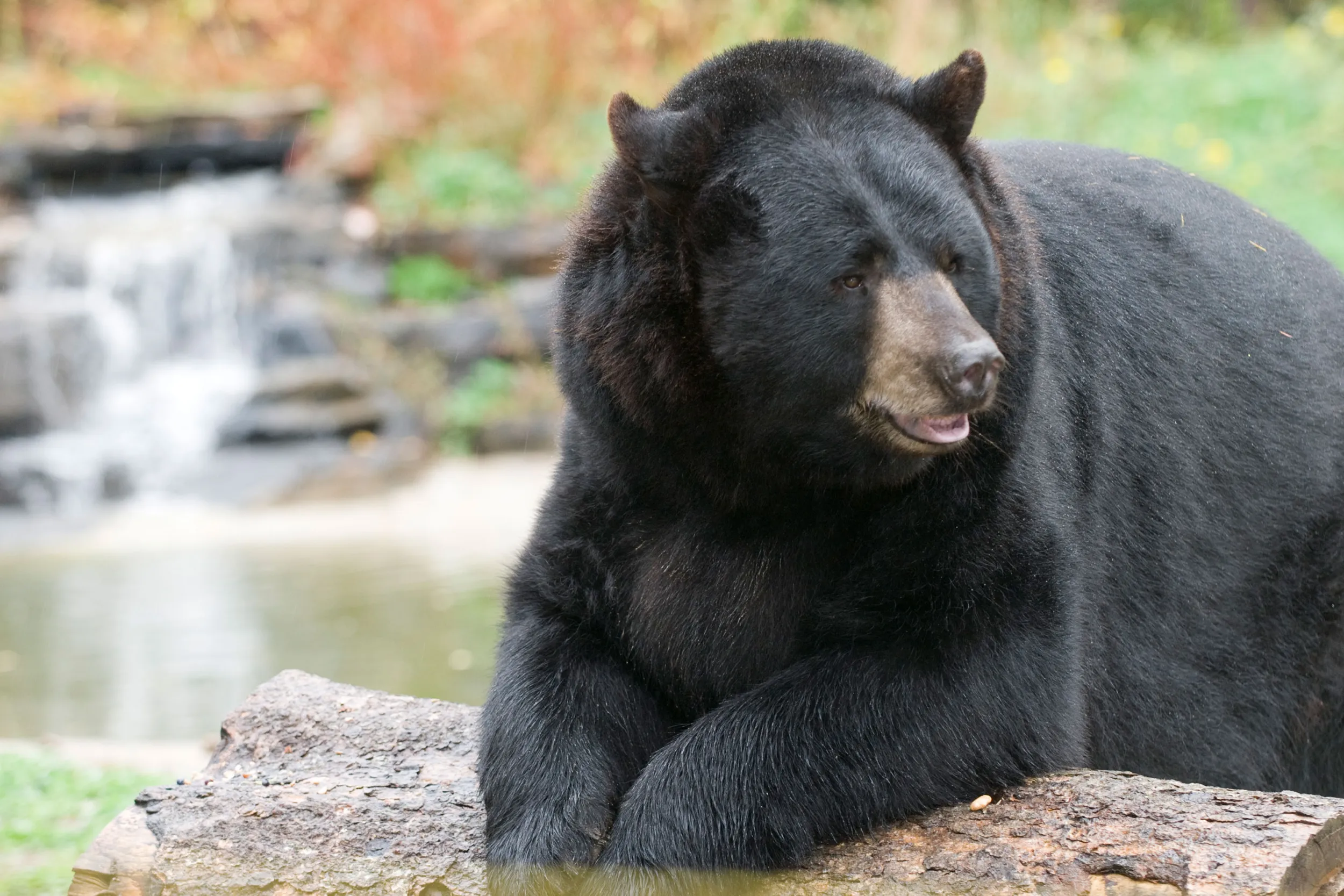 Black bear at the North American Bear Center in Ely