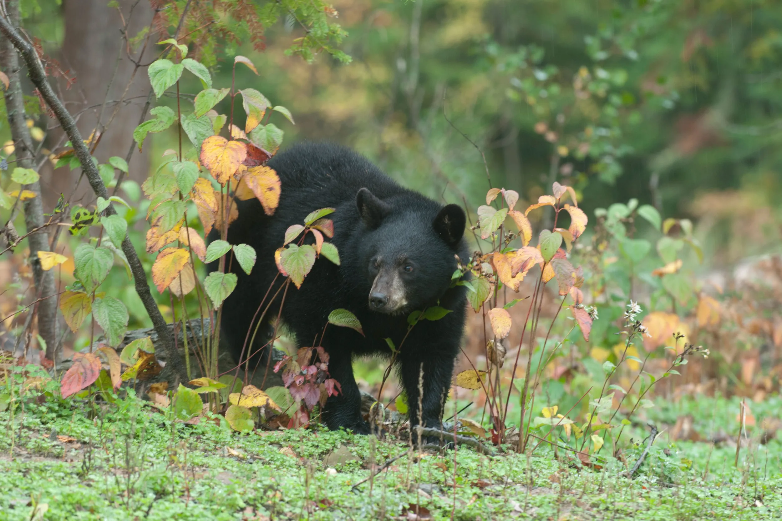 Black bear at the North American Bear Center in Ely