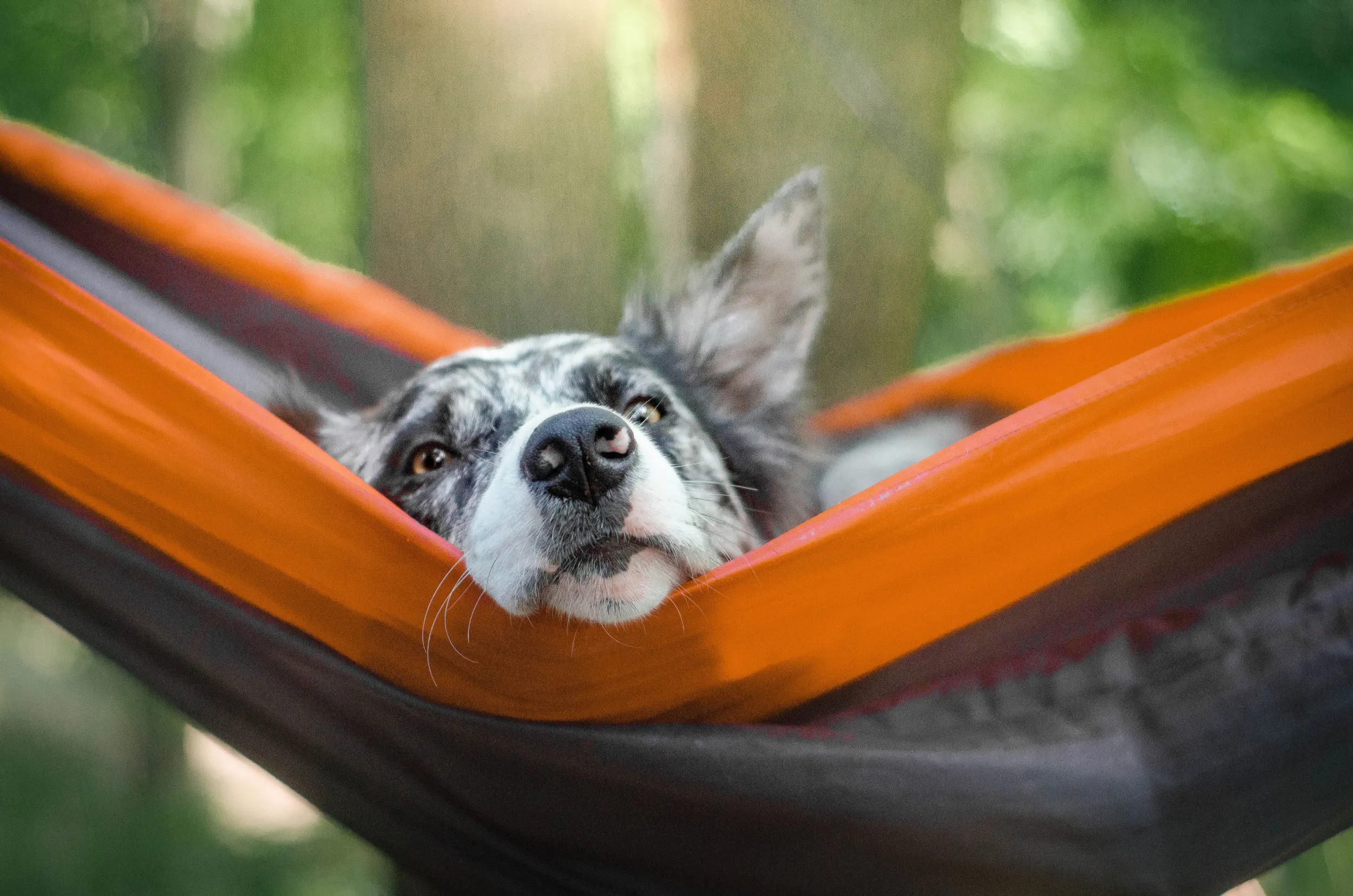 Dog in hammock