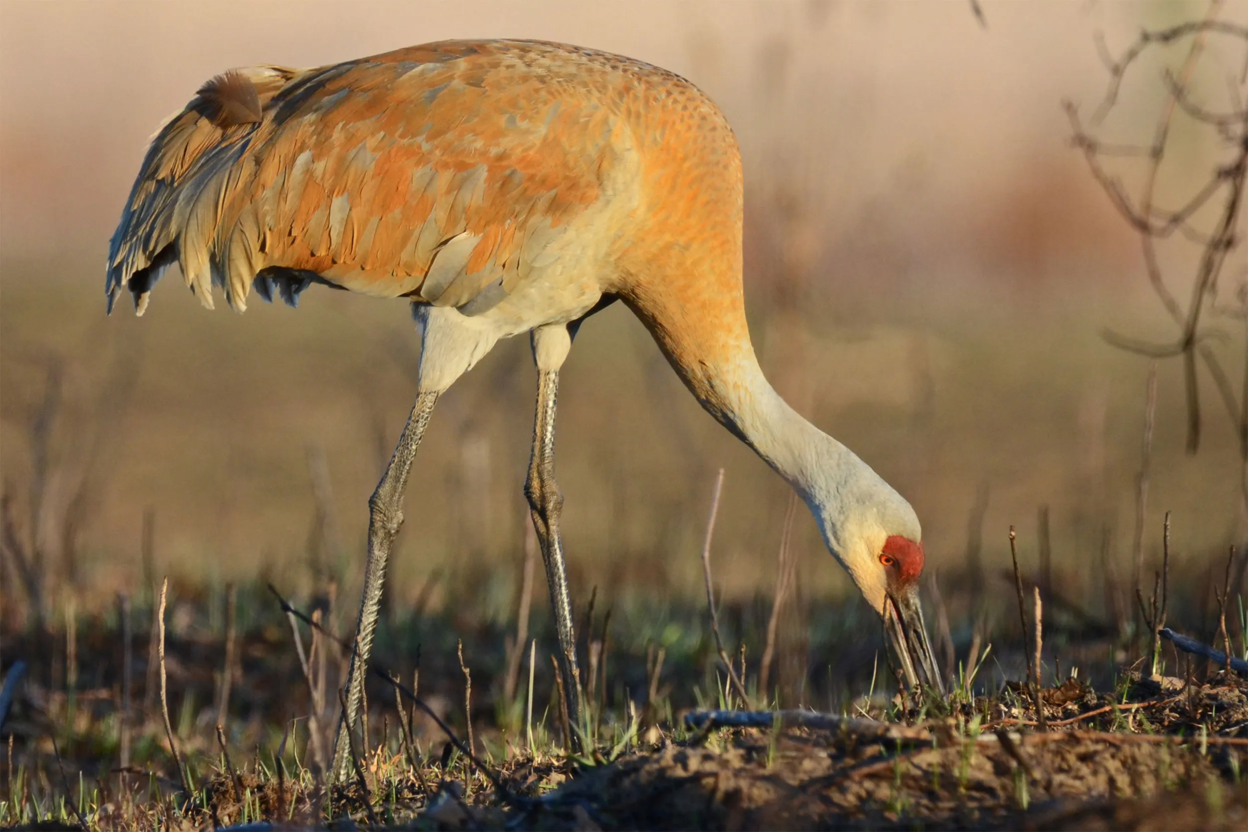 Sandhill Crane