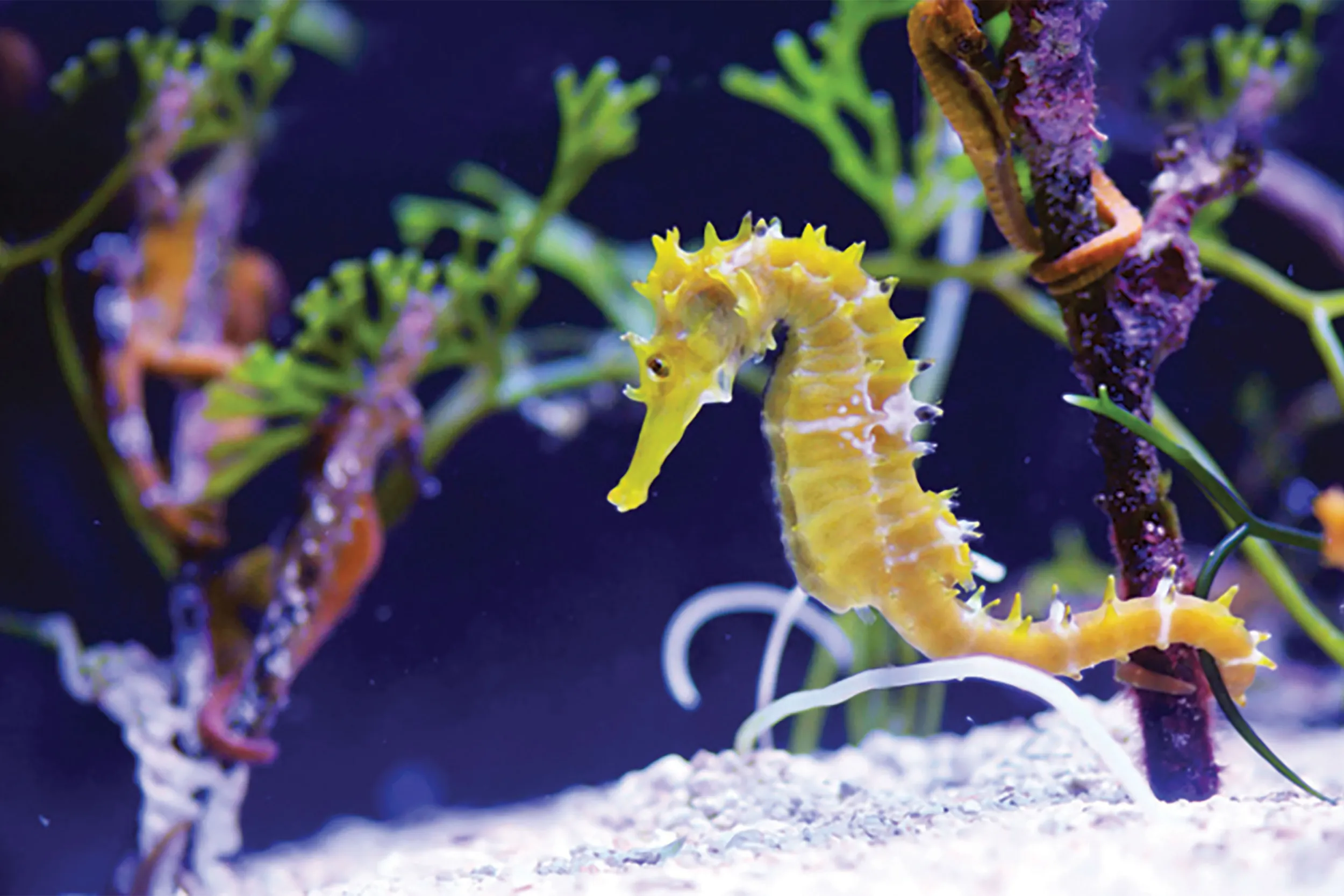Seahorse at SEA LIFE
