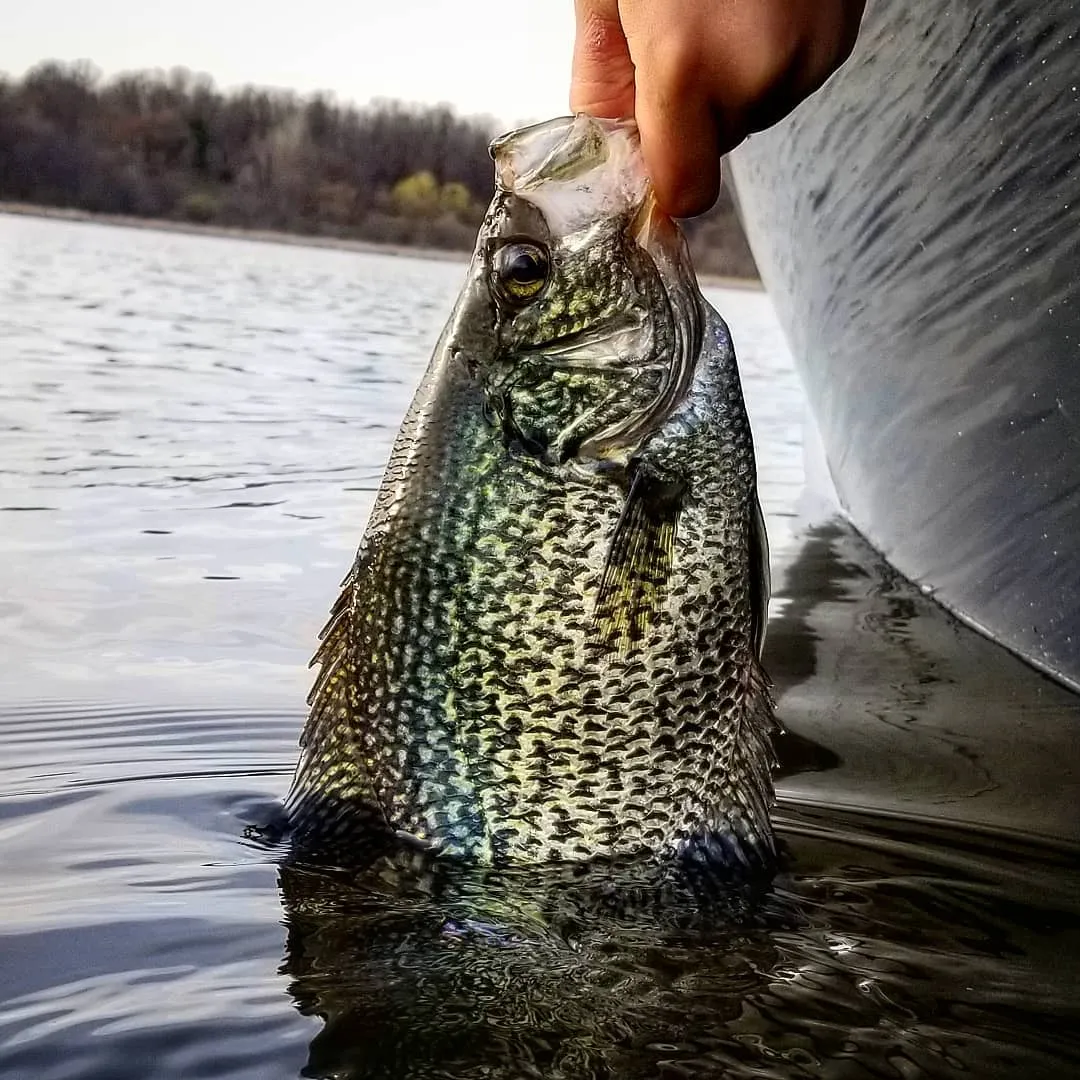 Hand pulling a panfish out of Ottertail Lake