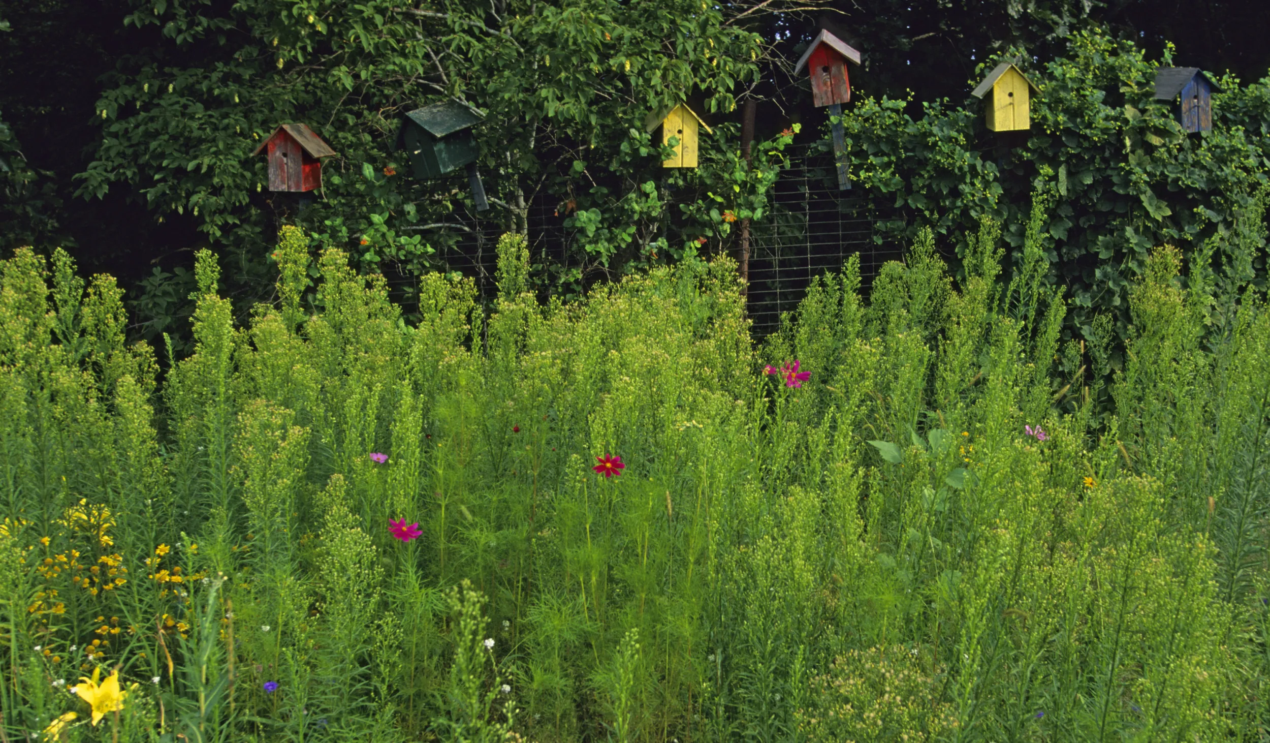 Field of wildflowers and colorful birdhouses