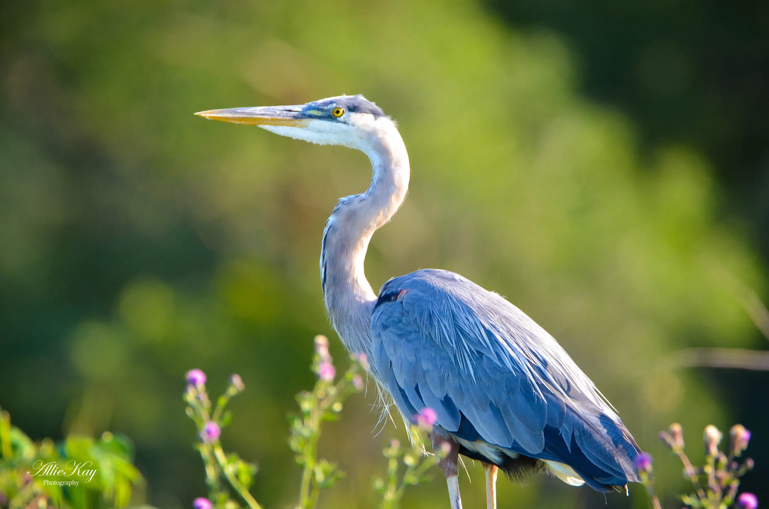 Blue Heron standing majestically on West Battle Lake