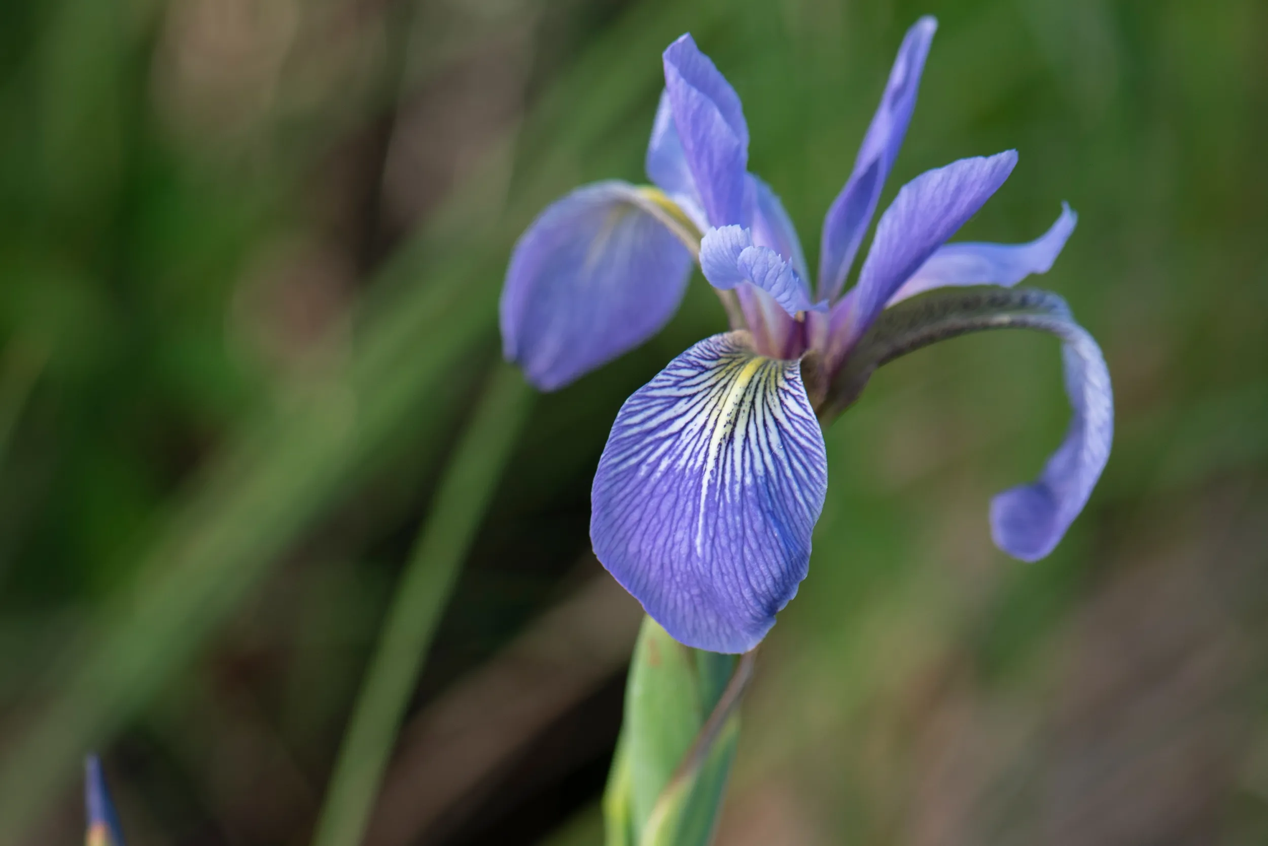 Blue Flag Iris