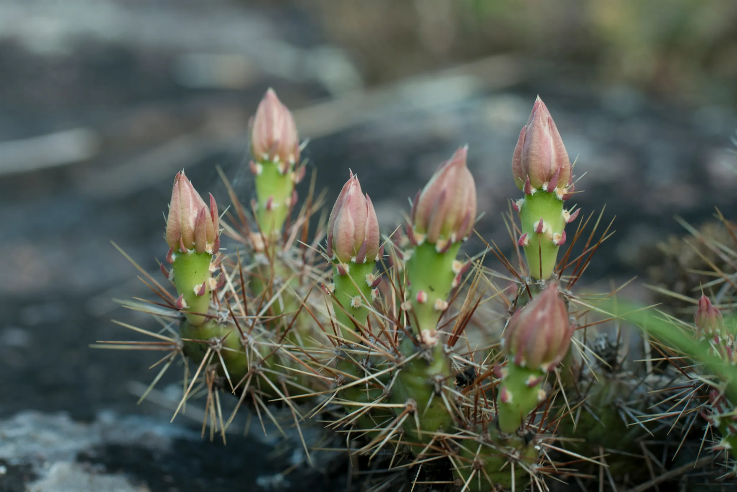 Brittle Prickly Pear Cactus, Central MN