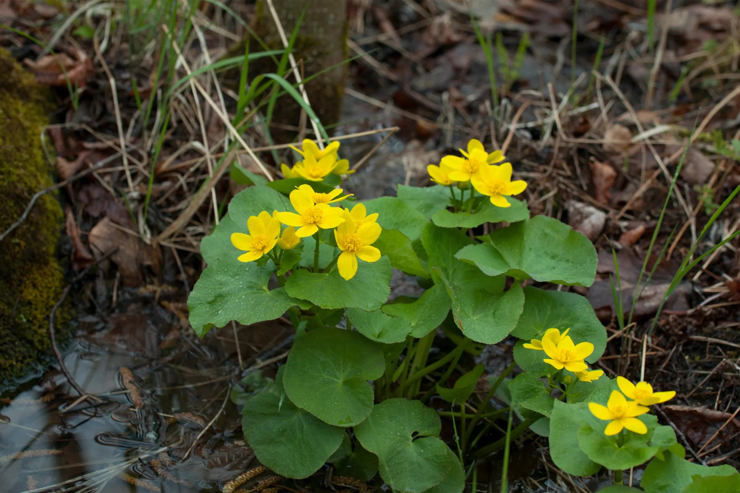 Marsh Marigold Wildflower