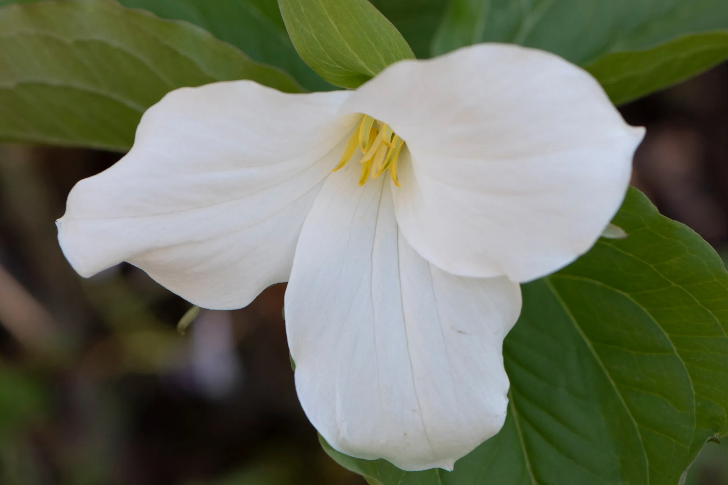 Large-Flowered Trillium