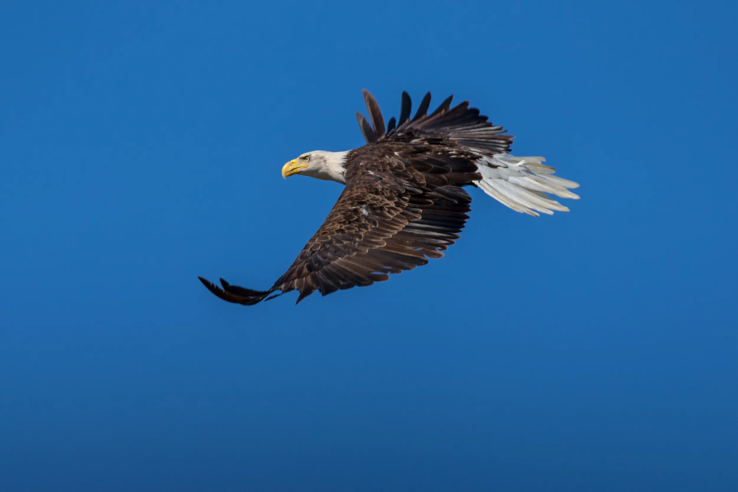 Bald eagle in flight
