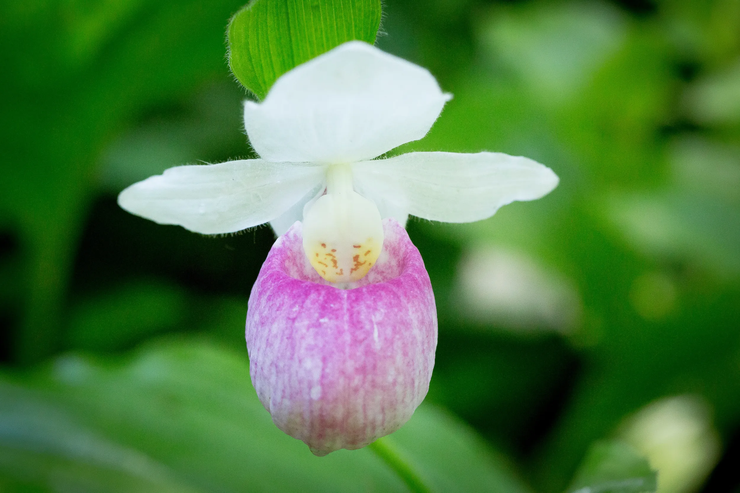White showy lady's slipper at the Eloise Butler Wildflower Garden, Minneapolis