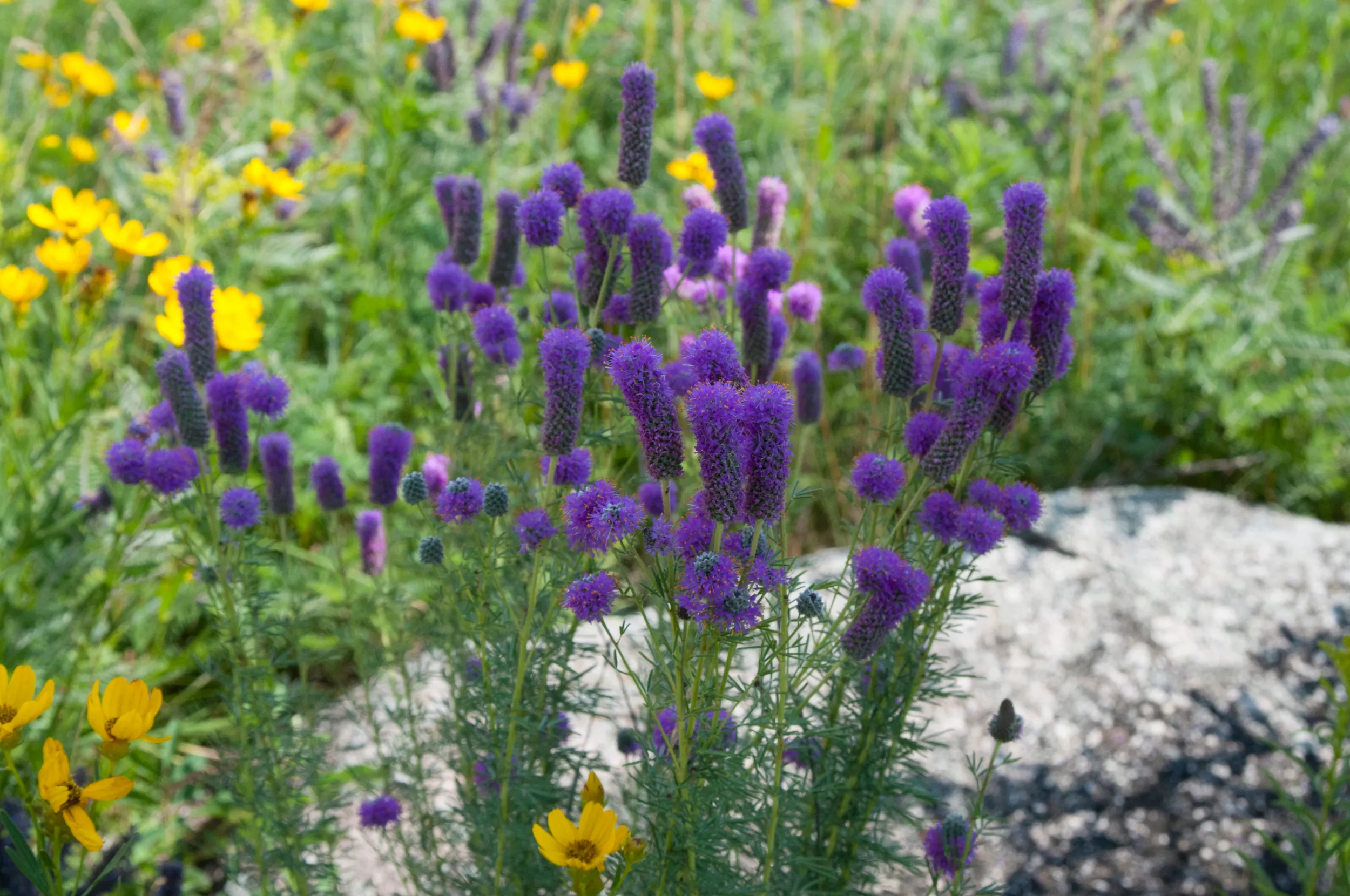 Purple prairie clover, Central Minnesota