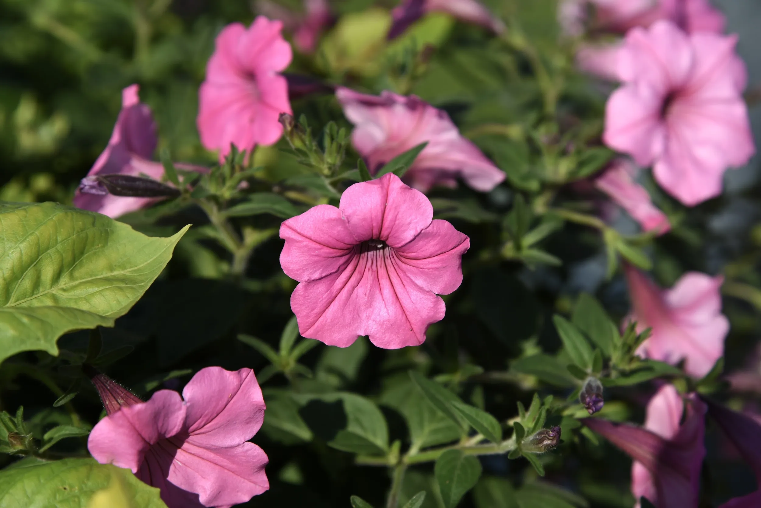 Flowers at Munsinger Gardens