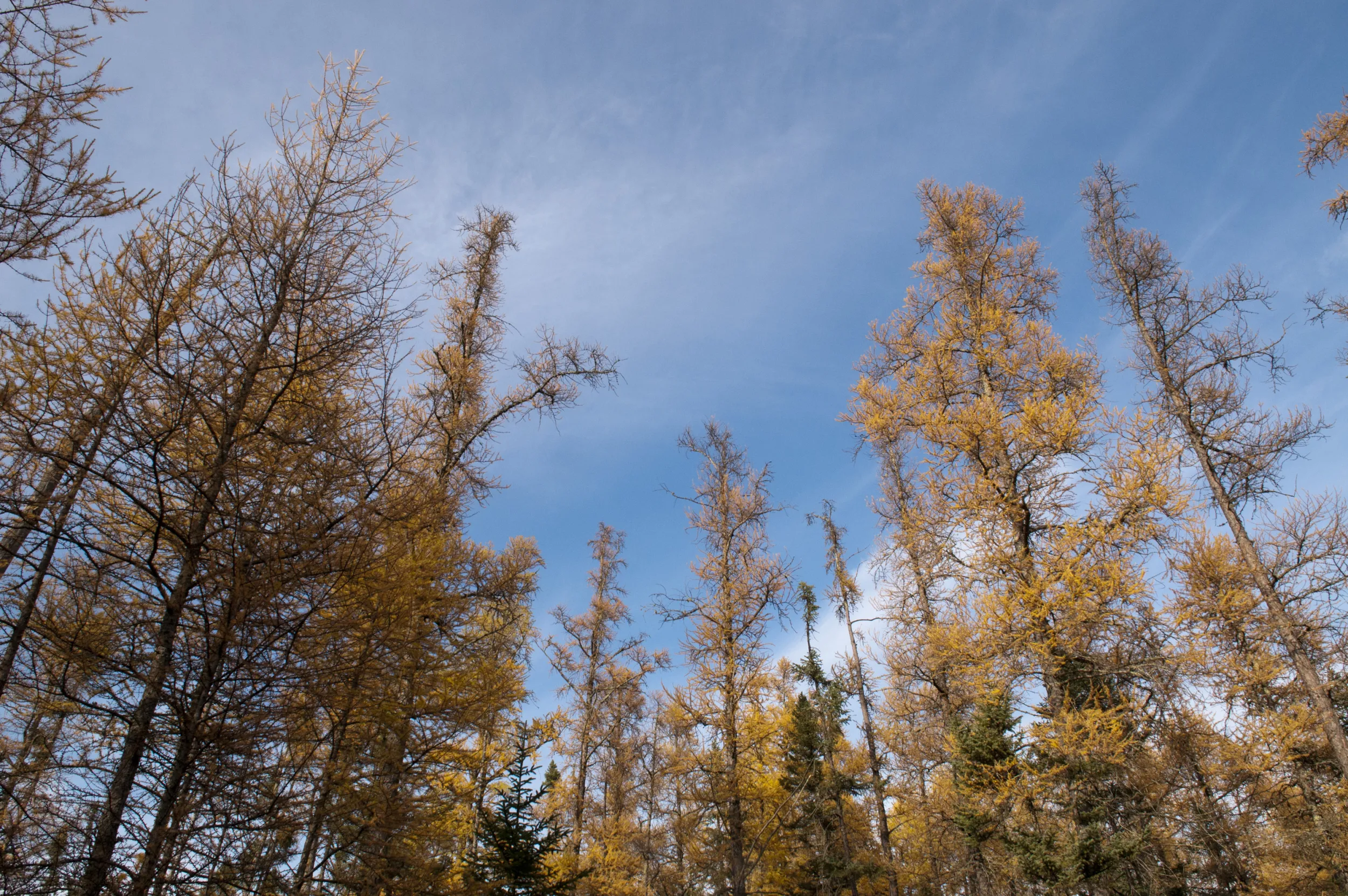 The Tamarac bog trail at Bemidji State Park