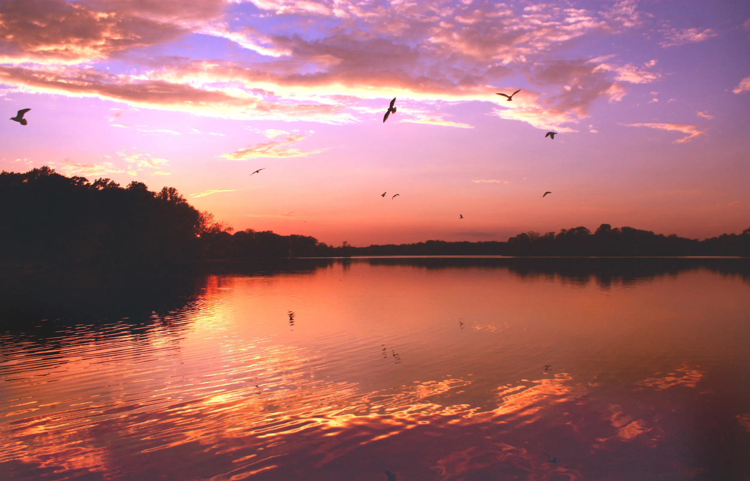 Birds in flight over Prior Lake