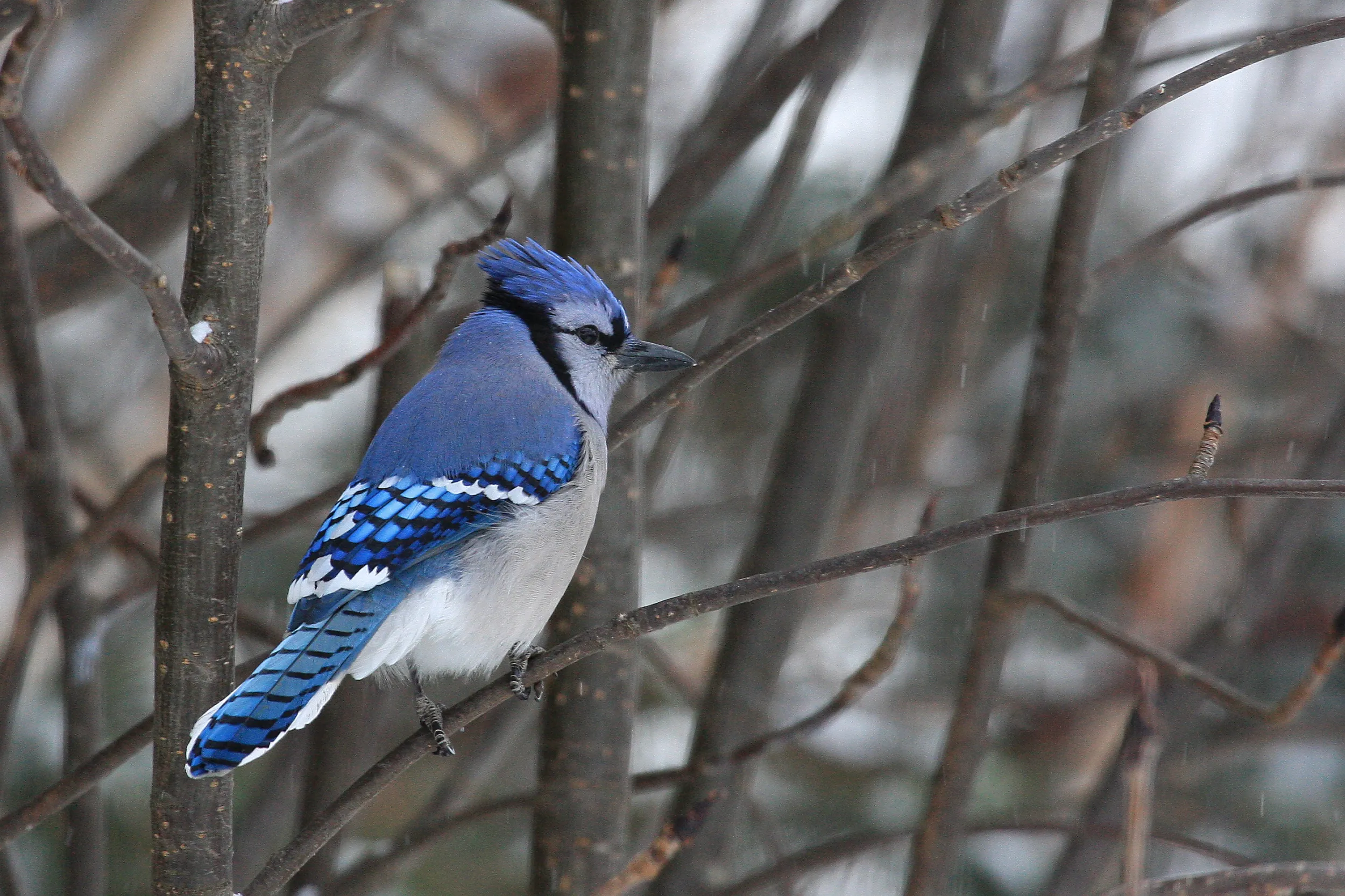 A Blue Jay perched atop a tree in Grand Portage