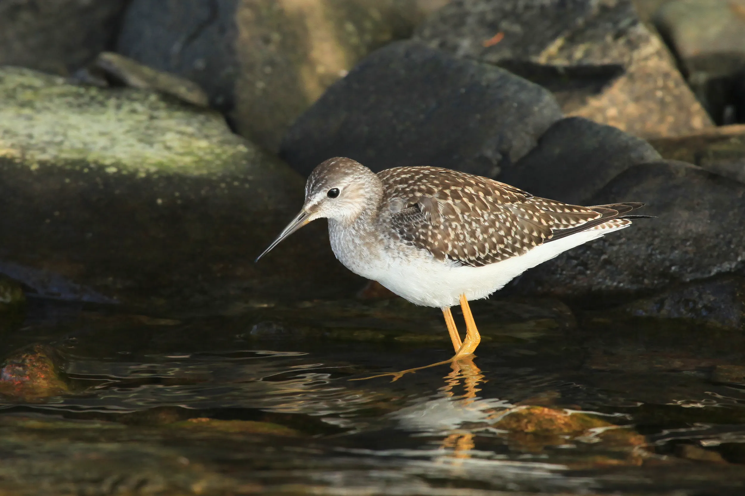 A Lesser Yellowlegs bird in Grand Portage