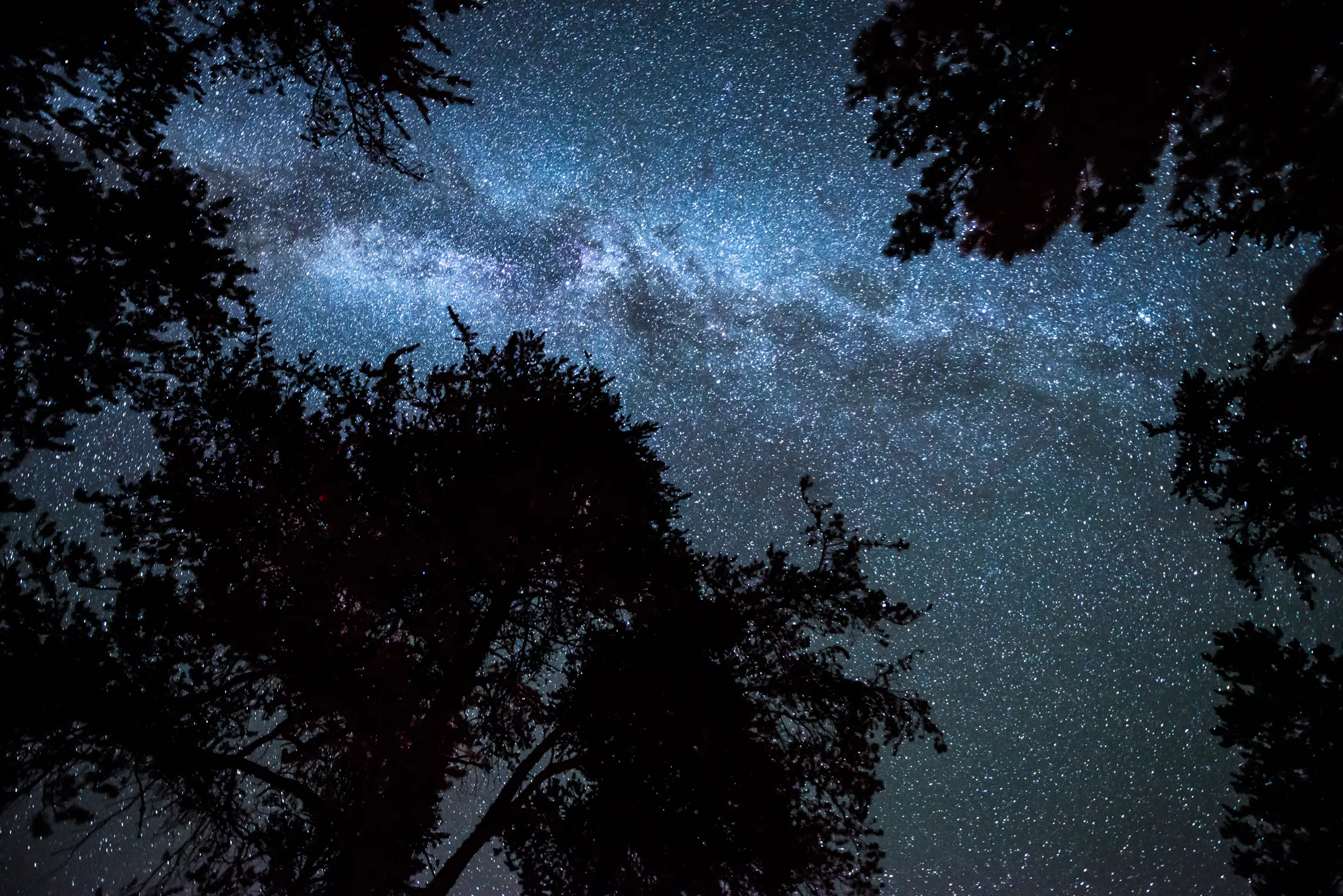The Milky Way peeks through some trees in Voyageurs National Park
