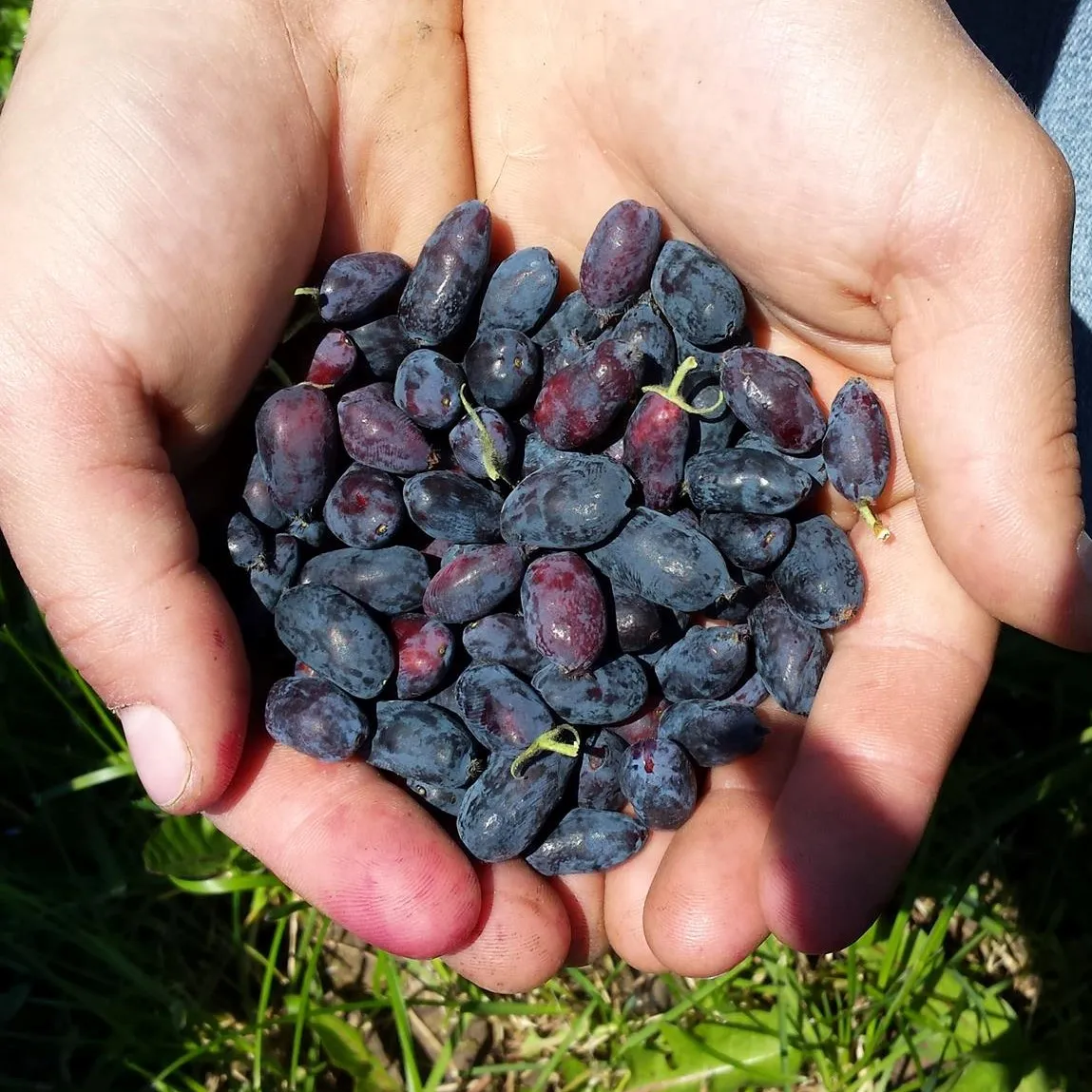 Honeyberries from Blue Fruit Farm