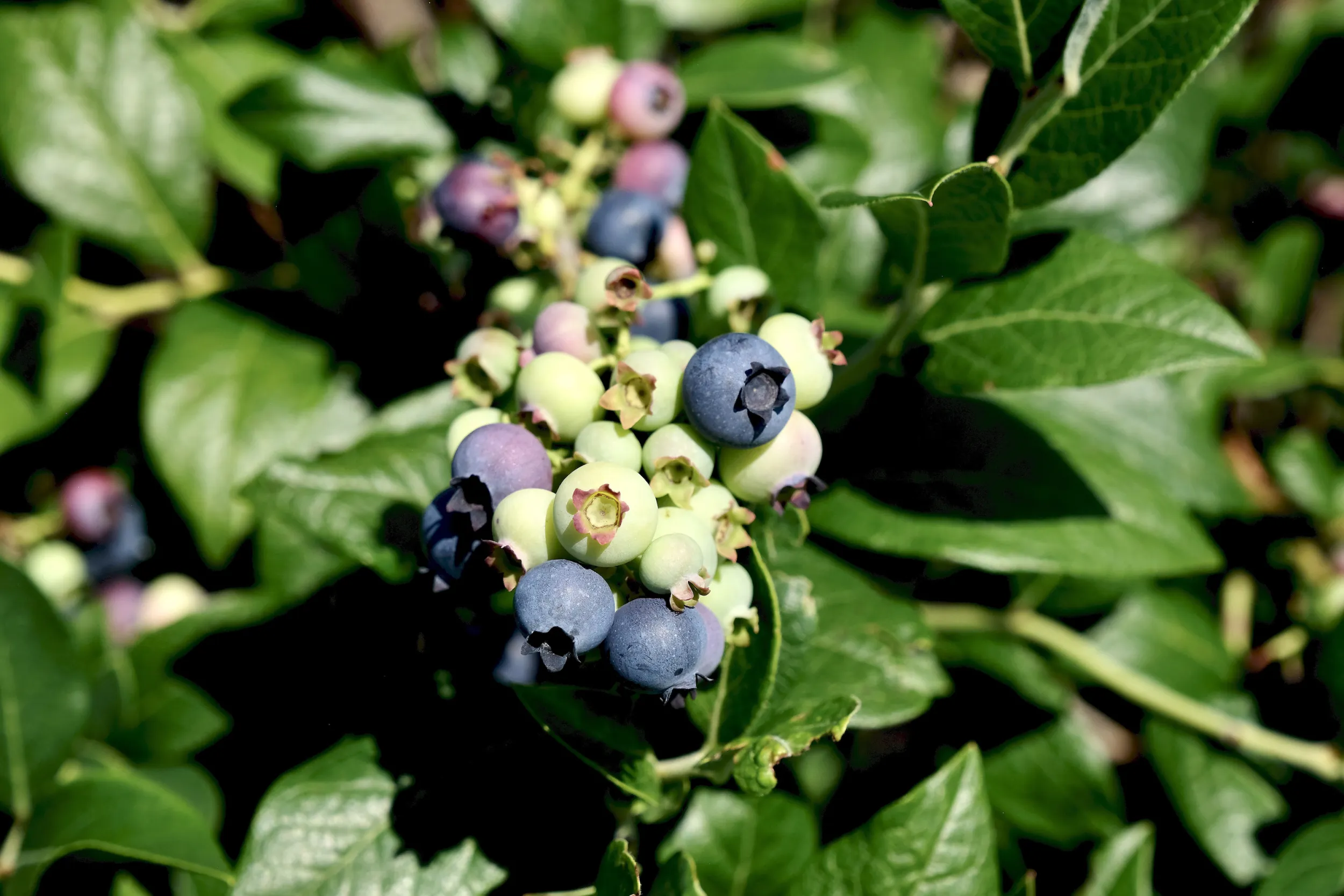 Minnesota blueberries