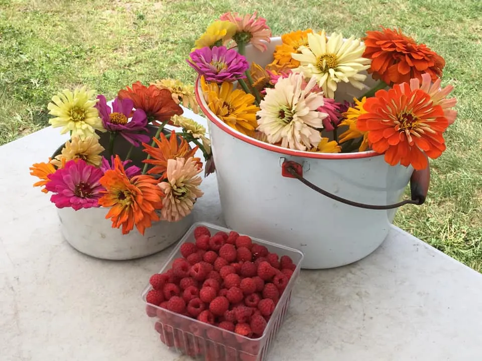 Raspberries from Brambling Rows Farm