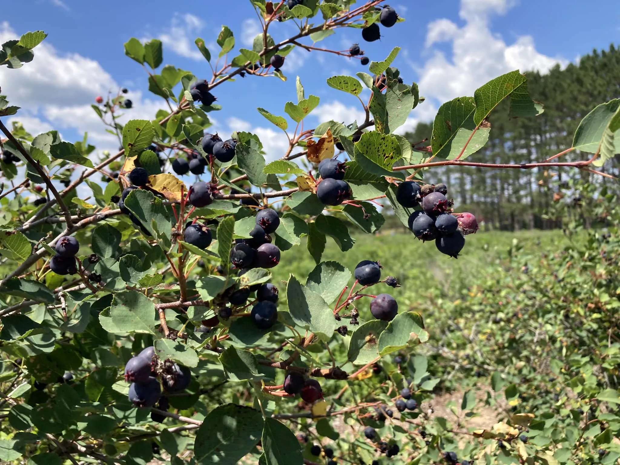 Saskatoons on the vine at Peterson's Berry Farm