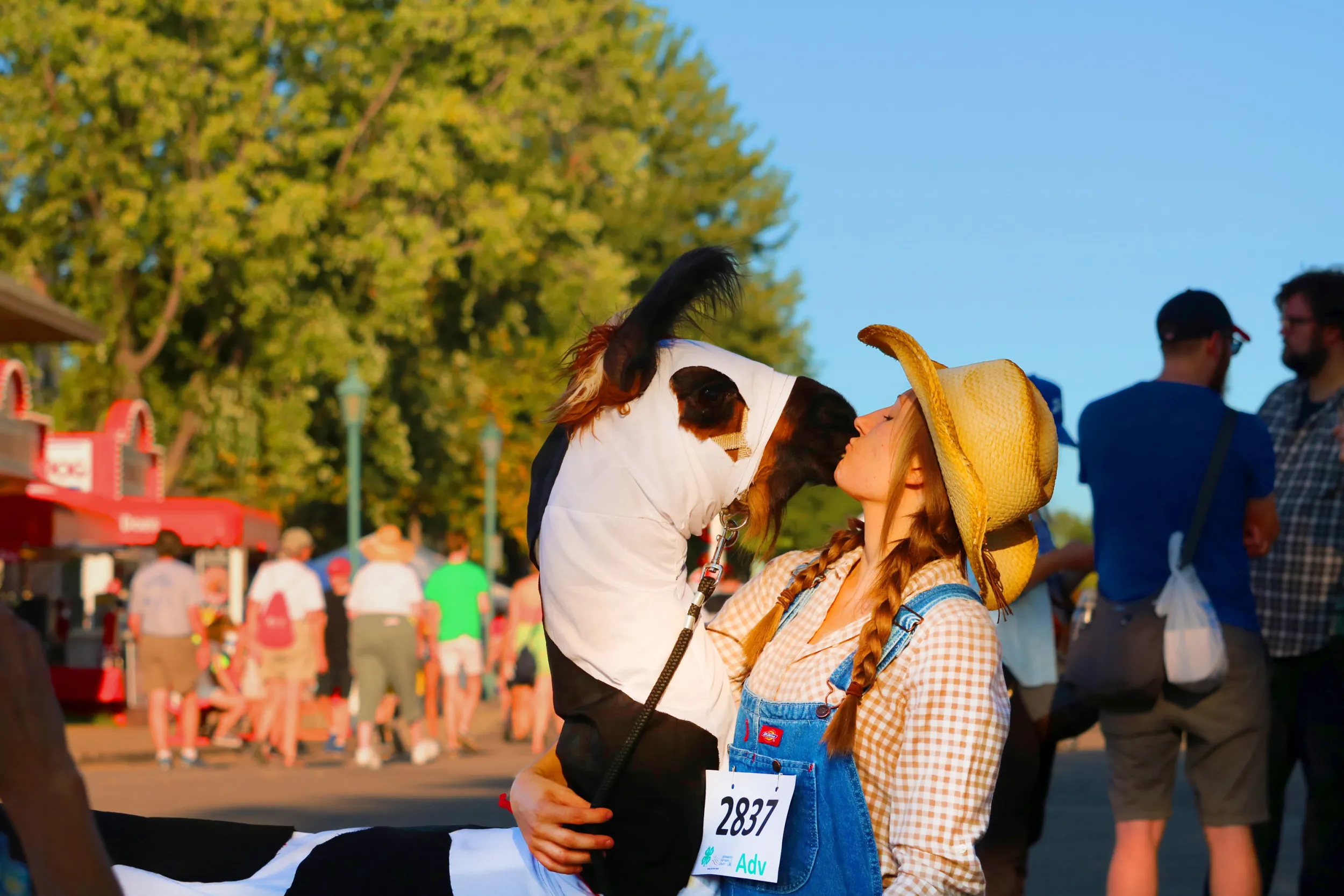 A farmer kisses their llama at the Minnesota State Fair