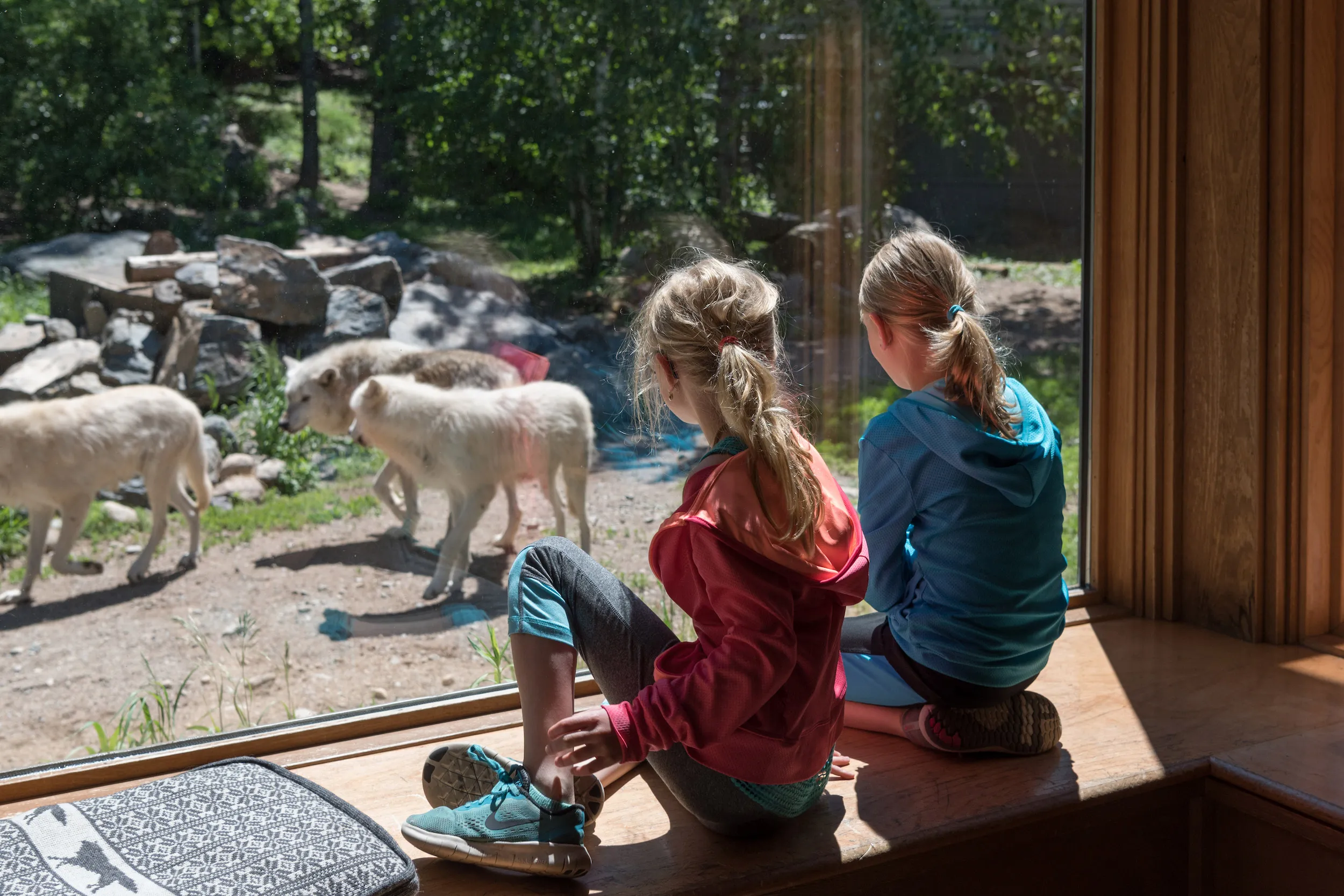 Two girls look at the ambassador wolves in the International Wolf Center