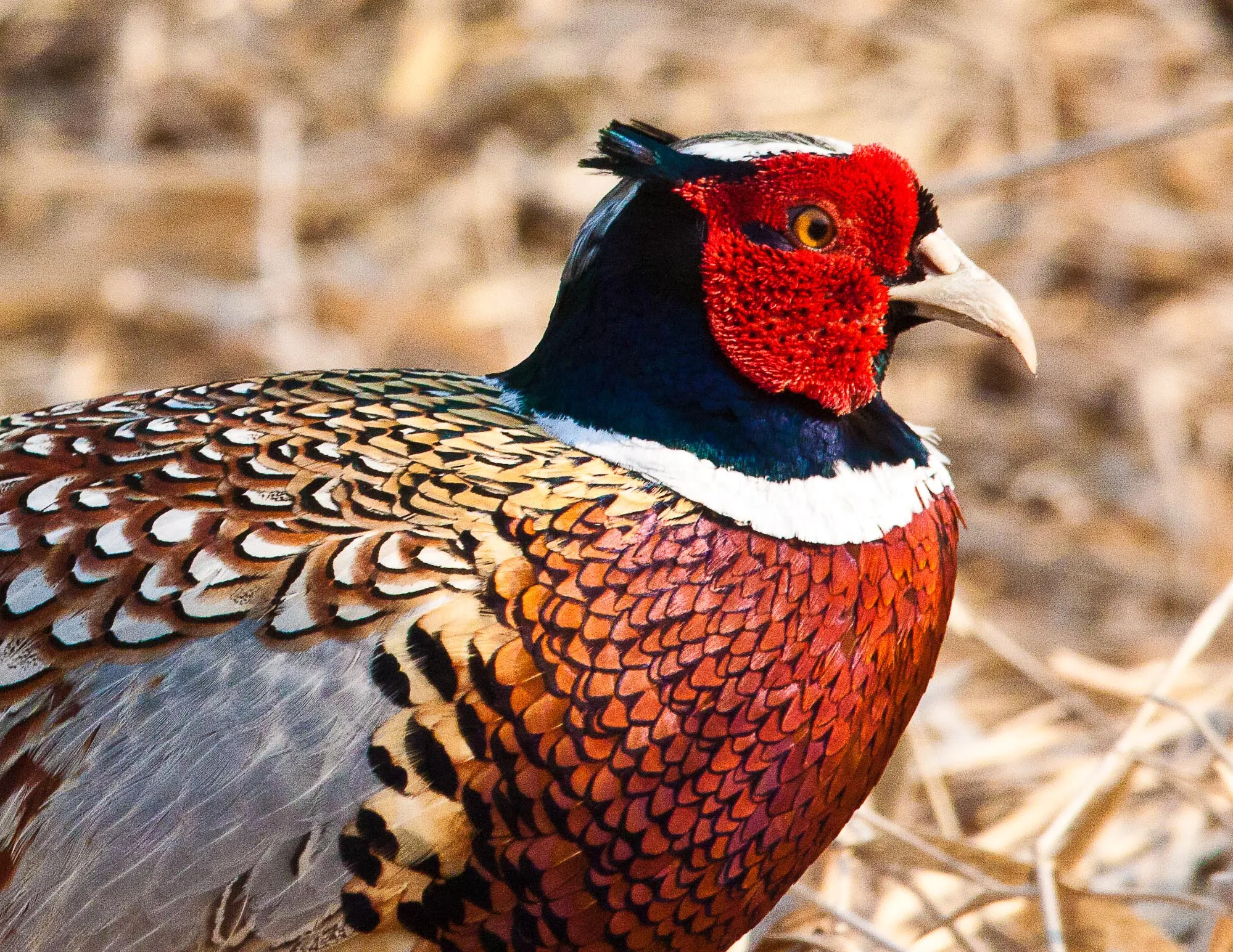 Pheasant rooster in fall