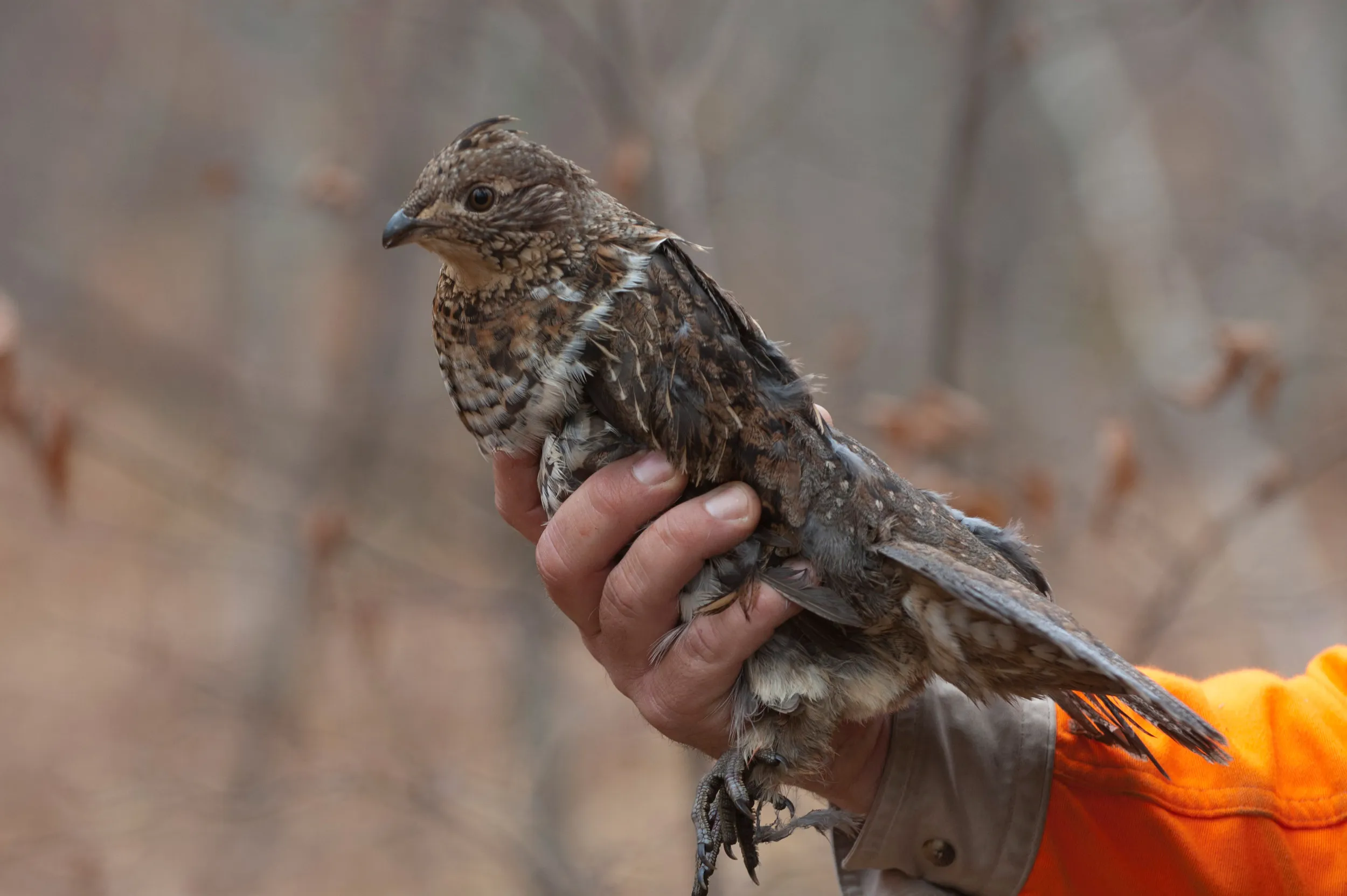 Grouse hunting in Grand Rapids