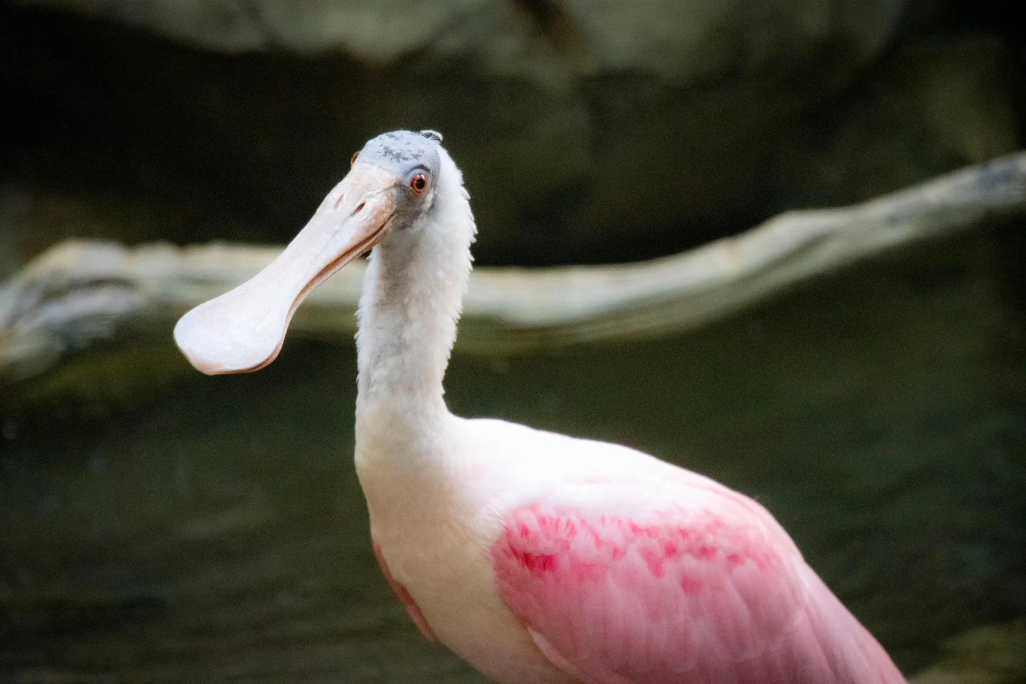 A roseate spoonbill at the Minnesota Zoo