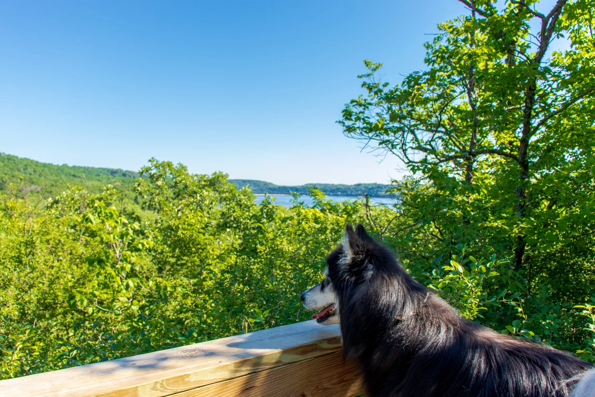Afton State Park overlook with dog