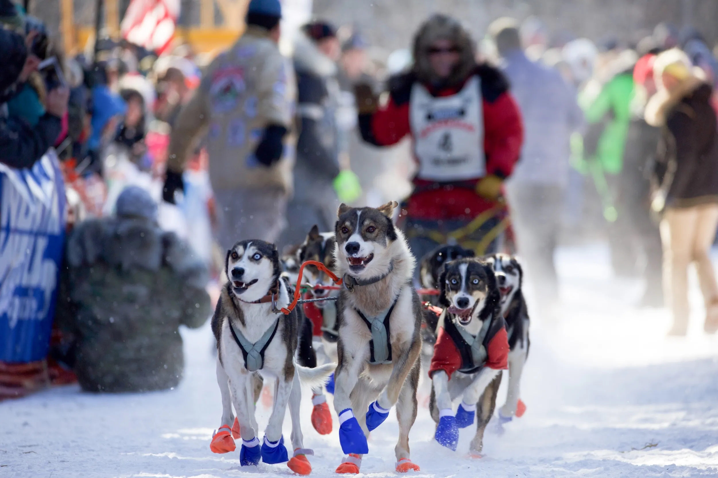 John Beargrease Sled Dog Marathon