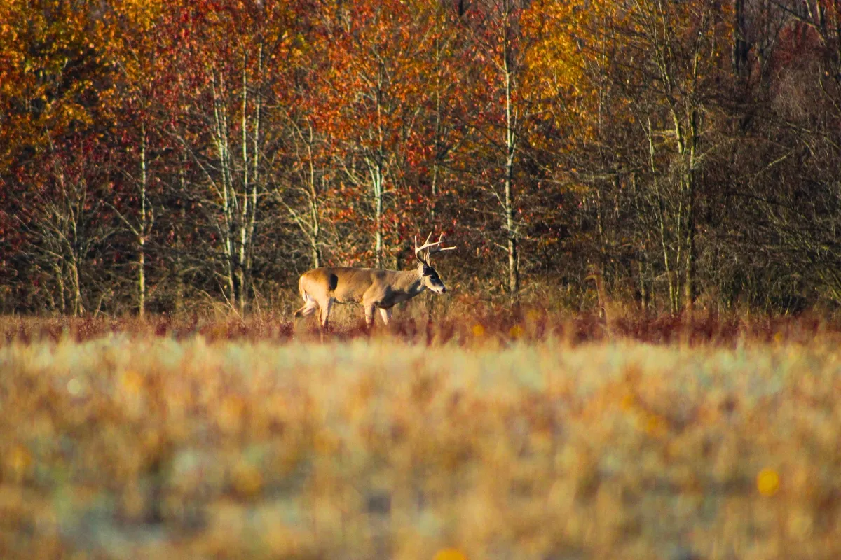 Deer hunting