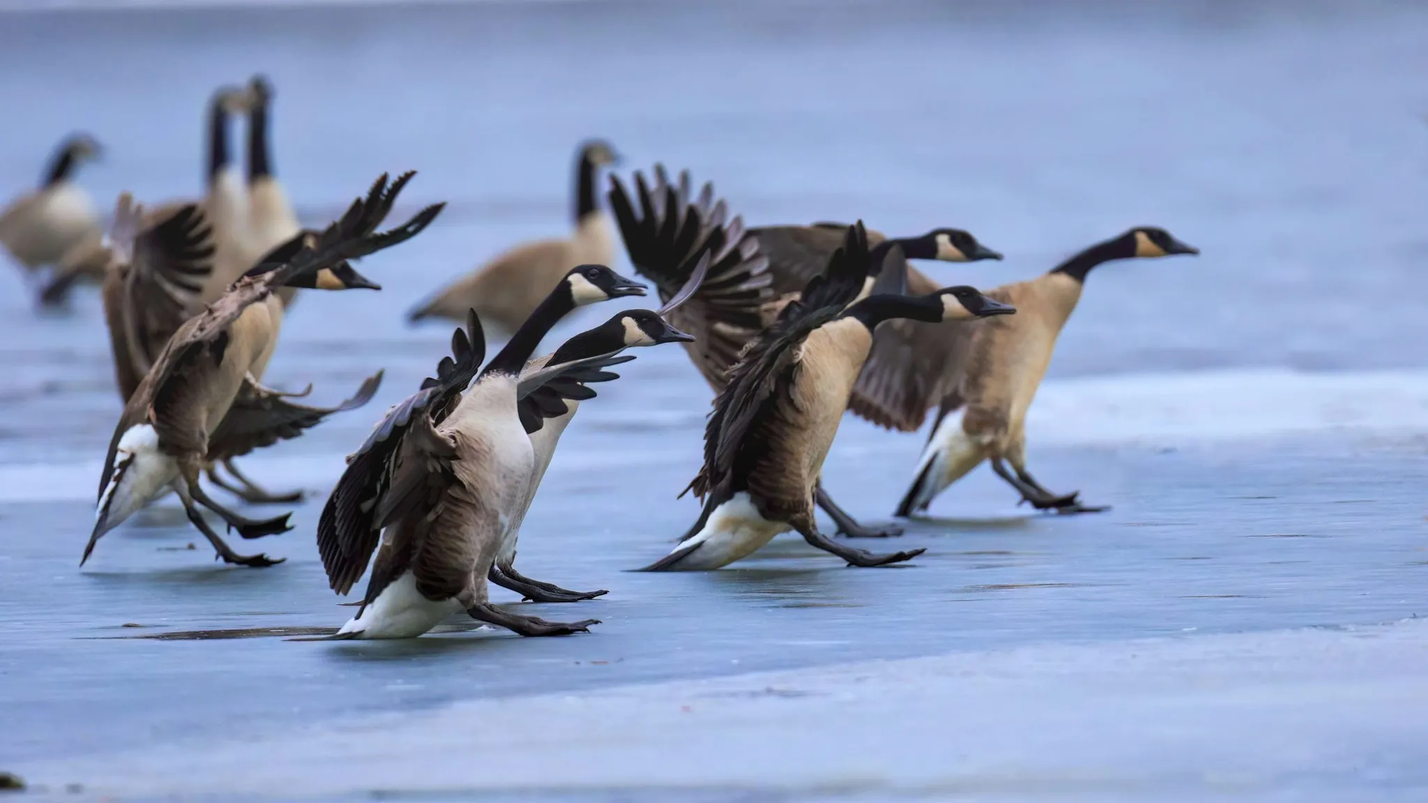 Canadian geese at the Minnesota Valley National Wildlife Refuge