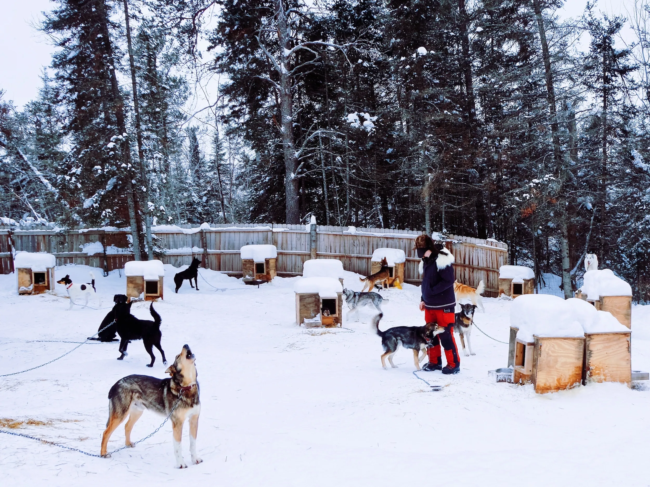 Howling dogs at Chilly Dogs Sled Dog Trips