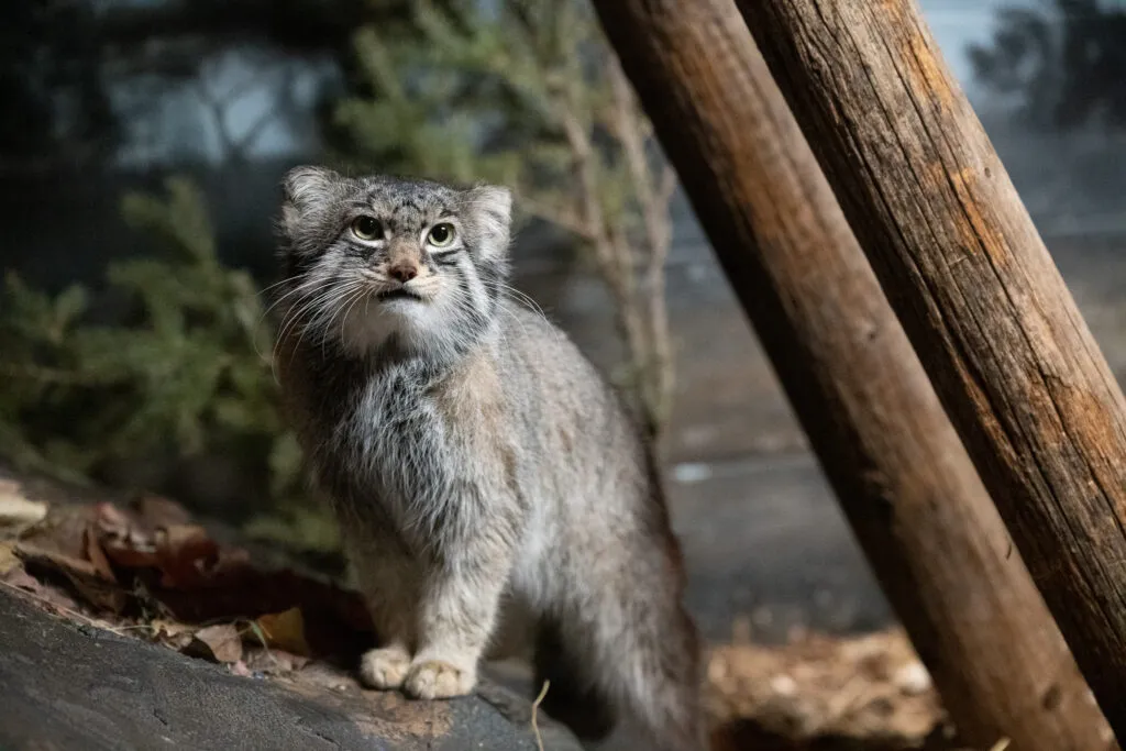 A Pallas's cat at Lake Superior Zoo