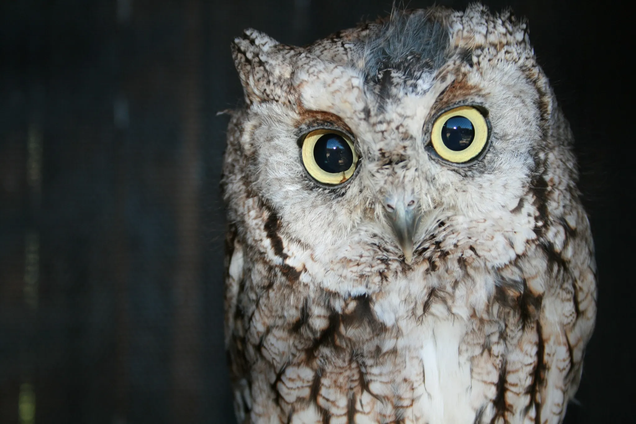 One of the four owl species that can be found at Zollman Zoo