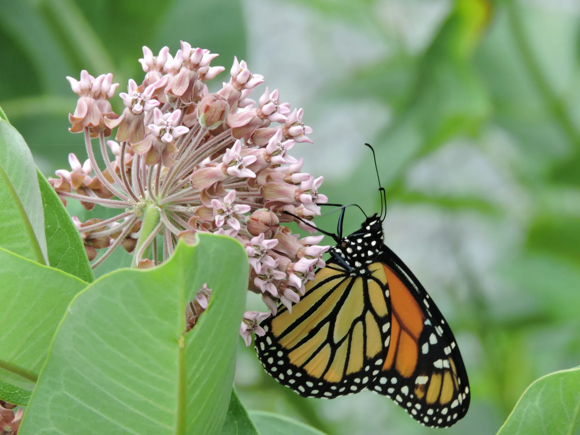 The Ethnobotanical Garden at Voyageurs National Park